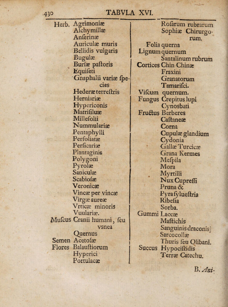 Herb. Agrimoniae Alchymillse Anferinae Auriculae muris Bellidis vulgaris Bugulae Burfae paftoris Eqeifeti ‘Gnaphalii variae fpe- cies Hederae terxeftris Herniariae,^ ; Hypericonis Matrifiluae Millefolii Nummulariae Pentaphylli Perfoliatae Perficam? Plantaginis Polygoni Pyrolae Sanicute Scabiofae Veronicae Vincee per vineae Virgae aurea! Vrtieae minoris Vuulariae. Mufcus Cranii humani, feu vsnea Quernus Semen Acetofae Flores Balauftiorum Hyperici1 Portulacae Rotarum rubrarum Sophiae Chirurgo* rum> Folia querna Lignum quernum Santalinum rubrum Cortices Chin Chinse Fraxini Granatorum Tamarifci. / Vi (cum quernum. Fungus Crepitus lupi Cynosbati Frudlus Berberes Caftaneae Corna Cupulae glandium Cydonia Gallae Turcicae Grana Kermes Mefpila Mora Myrtilli NuxCupreffi Pruna &amp; Pyrafylueftria Ribefia Sorba. Gummi Laccae Maftichis Sanguinis draconis] Sarcocollae Thuris feu Olibanh Succus Hypociffidis^ Terrae Catechu. B. Ani-