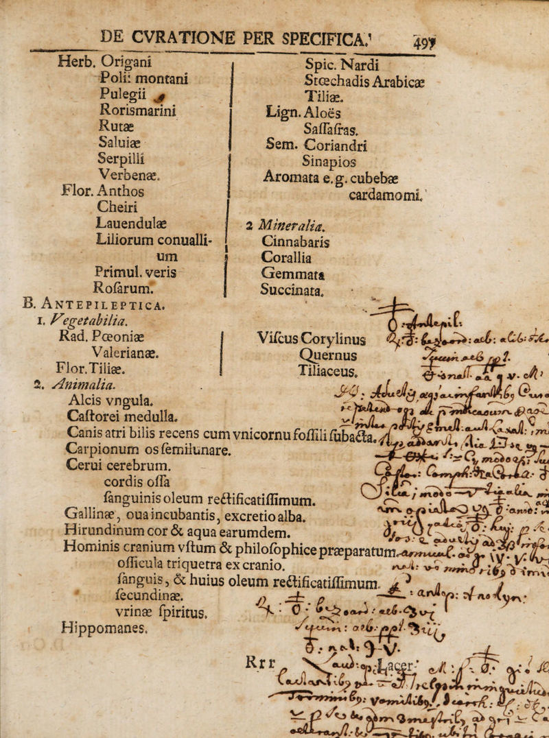 Herb. Origani Polii montani Pulegii vi4 Rorismarini Rutae Saluiae Serpilli Verbenae. Flor. Anthos Cheiri Lauendulae Liliorum conualli- um Primul. veris' Rofarum. B. Antepileptica. i, Vegetabilia. Rad. Pceoniae Valerianae. Flor.Tiliae. % Animalia. Alcis vngula. Spic. Nardi StcechadisArabicae Tiliae. Lign. Aloes Saflalras. Sem. Coriandri Sinapios Aromata e,g. cubebae cardamomi 2 Mineralia. Cinnabaris Corallia Gemmata Succinata. Vilcus Corylinus Quernus Tiliaceus. 7 1 . j f: : asXf: &amp; 7T\ Caftorei medulla. °HjL/ P *nKca1!u?C'% Canis atri bilis recens cum vnicornu foffili fubaSa. A* ' Carniomim nsfemHi.nnr^ 'c 7»; CjLflL-: I CJi £; Carpionum os femiiunare. Cerui cerebrum, cordis offa fanguinis oleum reftificatiffimum. Gallinae, oua incubantis, excretioalba. Hirundinum cor &amp; aqua earumdem. Wa^„ . Hominis cranium vftum &amp; philofophice praeparatum^~~£ &lt;^^&lt;^71 officula triquetra ex cranio. Vrv .a p *a».^: v aro 4^ /? * Hippomanes» fanguisj 6c huius oleum redlificatiffimum. * ^ a f fecundinae. ^ jzh p , arvVi: rf vrinas fpiritus. r ■ 0 • ** • &lt;%*-* : *£&amp; * * // » i* /* J a ^ L. w /yn; x c&gt;'ir r j ~ \ * : a ?x&gt;.'p/9i- &lt;iu Rrr L &lt;£^ l f[ \ 0.* « t zP* J tAnrfc: : cT# &gt; ^yyx Qvrjuflwx £y cvV| _irr C