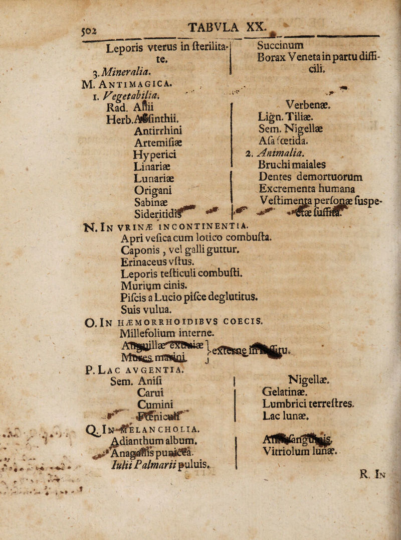 $oz Leporis vterus in fterilita- te. 3. Mineralia. M. Antimagica. Saccinum Borax Veneta in partu diffi¬ cili. 1. Vegetabilia, Rad. Afiii Herb.A«§fInthit Antirrhini Artemifiae Hy per ici Linariae Lanariae Origani Sabinae r Sideritidilr Verbenae, Lign. Tiliae. Sem. Nigellae A£a fcetida. 2, Animalia. Bruchi maiales Dentes demortuorum Excrementa humana Veftimema perfonae fuspe- N. Invrin/e incontinentia. Apri vefica cum lotico combufta. Caponis 3 vel galli guttur. Erinaceus vftus. Leporis tefticuli combufti. Murium cinis. Pifcis a Lucio pifce deglutitus. Suis vulua. O. In h^morrhoidibvs coecis* Millefolium interne. P.Lac avgentia. Sem. Anifi Carui Cumini -■T** %E^hicuiT Q^In-4Pelancholia. Adianthum album. Anag^Ms puaA&amp;a. Iulii Palmam puluis. Nigellae, Gelatinae. Lumbrici terreflres. Lac lunae. Vitriolum lunae. R In