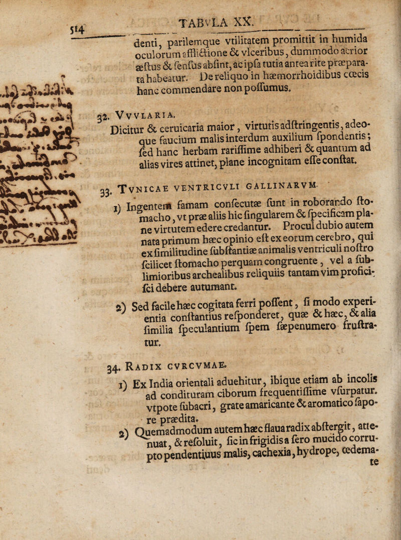 denir parilemque vtilitatem promittit in humida oculorum sfflifiione &amp; vlceribus, dummodo acrior &amp; (enfus abfint, ac ipfa tutia antea rite praepara¬ ta habeatur. De reliquo in haemorrhoidibus ccecis hanc commendare non poffumus. 32. Vvvlaria. Dicitur &amp; ceruicaria maior, virtutisadftringentis,adeo- que faucium malis interdum auxilium lpondentisj fed hanc herbam rariffime adhiberi &amp; quantum aa alias vires attinet, plane incognitam effeconftat. 33. Tvnicae ventricvli gaiunarvm. it Ino-entem famam confecutae funt in roborando fto- macho, vt prae aliis hic lingularem &amp; fpecificam pla¬ ne virtutem edere credantur. Procui dubio autem nata primum haec opinio eft ex eorum cerebro, qui ex iimilitudine fubftantiae animalis ventriculi noftro fcilicet ftomacho perquam congruente, vel a fub- limioribus archealibus reliquiis tantam vim proha-. fci debere autumant. 2) Sed facile haec cogitata ferri poffent, fi modo experi- entia conttantius refponderet, quae &amp; haec, &amp; alia fimilia fpeculantium fpem faepenumero fruftra- tur. 34, Radix cvrcvmae« i) Ex India orientali aduehitur, ibique etiam ab incolis ad condituram ciborum frequentiifime vlurpatur. vtpote lubacri, grate amaricante &amp; aromatico fapo- re praedita. «a Quemadmodum autem haec flaua radix abftergit, atte- } nuat, &amp; refoluit, fic in frigidis a fero mucido corru¬ pto pendentiuus malis, cachexia, hydrope, cedema-