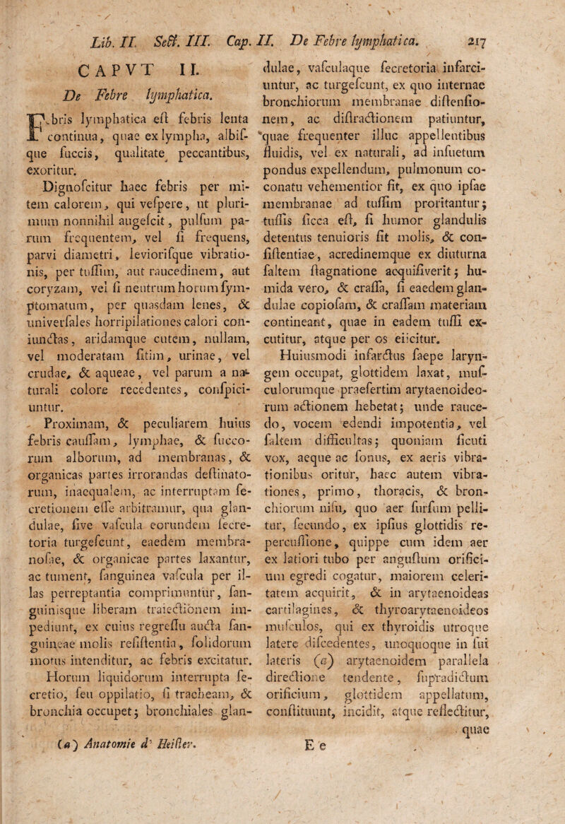 c A P V T I I. De Febre lymphatica. hbris lymphatica efl febris lenta :ontinua, quae ex lympha, albif- que faecis, qualitate^ peccantibus, exoritur. -Dignofcitur haec febris per mi¬ tem calorem, quivefpere, ut pluri¬ mum nonnihil augefeit, pulfum pa¬ rum frequentem, vel 11 frequens, parvi diametri, leviorifque vibratio¬ nis, per tuffim, aut raucedinem, aut coryzam, vel II neutrum horum fym- ptomatum, per quasdam lenes, 6c univerfales horripilationes calori con- iundas, aridamque cutem, nullam, vel moderatam fitim, urinae, vel crudae, & aqueae, vel parum a na^- turali colore recedentes, confpici- untur. Proximam, & peculiarem huius febris caudam, lymphae, & fucco- rinn alborum, ad membranas, <5c organicas partes irrorandas delimato¬ rum, inaequalem, - ac interruptam fe- cretionem elfe arbitramur, qua glan¬ dulae, fiv.e vafcula eorundem iecre- toria turgefeunt, eaedem membra- nofie, Si organicae partes laxantur, ac tument, (anguinea vafcula per il¬ las perreptantia comprimuntur, fan- guinisque liberam traiectionem im¬ pediunt, ex cuius regreflu a uda (an¬ guineae molis relidentia, folidorum morus intenditur, ac febris excitatur. Horum liquidorum interrupta fe- cretio, (eu oppilatio, II tracheam, & bronchia occupet; bronchiales glan- (#) Anatomie d5 Hei der. duke, vafculaque fecretoria infarci¬ untur, ac turgefeunt, ex quo internae bronchiorum membranae diflenfio- nem, ac diflradionem patiuntur, quae frequenter illuc appellentibus fluidis, vel ex naturali, ad infuetum pondus expellendum, pulmonum co- conatu vehementior fit, ex quo ipfae membranae ad tuffim proritantur; tuffis ficca efl, fi humor glandulis detentus tenuioris fit molis, & con¬ fidentiae, acredinemque ex diuturna (altem Aagnatione acquifiverit; hu¬ mi da vero, 3z craffa, fi eaedem glan¬ dulae copiofam, & craflam materiam contineant, quae in eadem tuffi ex¬ cutitur, atque per os eiicitur. Huiiismodi infardus faepe laryn¬ gem occupat, glottidem laxat, muf* culorumque ■praefertim arytaenoideo- rum adionem hebetat; unde rauce¬ do, vocem edendi impotentia, vel faltem difficultas; quoniam fi cuti vox, aeque ac fonus, ex aeris vibra¬ tionibus oritur, haec autem vibra¬ tiones, primo, thoracis, <3c bron¬ chiorum nifu, quo aer furfum pelli¬ tur, fecundo, ex ipfius glottidis re- percuffione, quippe cum idem >aer ex latiori tubo per anguAum orifici¬ um egredi cogatur, maiorem celeri¬ tatem acquirit, & in arytaenoidqas cartilagines, 3c thyroarytaenoideos muIculos, qui ex thyroidis utroque latere difcedentes, unoquoque in fui lateris (c) arytaenoidem parallela diredioue tendente, fuptadidum orificium, glottidem appellatum, condituum, incidit, atque refleditir, . quae E e