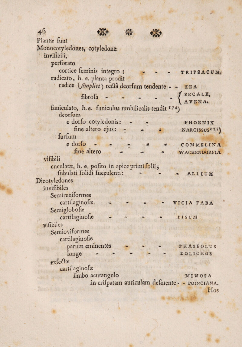 Flante funt Monocotyledones, cotyledone invifibili, perforato cortice feminis integro t » radicato, h. e. planta prodit radice (Jtmplici) redta deorfum tendente - fibro fa - funiculato, h. e. funiculus umbilicalis tendit1 deorftim e dorfo cotyledonis: fine altero ejus: - furfum e dorfo « fine altero vifibili cueulatae, h. e. pofito in apice primi folii; fabulati folidi fucculenti: Dicotyledones invifibiles Semireniformes cartilaginofx - Semiglobofe cartilaginofae •* yifibiles Semioviformes v TRIPSACUM, - ZEA f SECALE, \ AVENA* 74J PHOENIX NARCISSUS* 7 COMMELINA WACHENDORFIA * ALLIUM VICIA FABA risu m eartilaginofe parum eminentes - - - phaseolus longe - * * ** - dolichos cxfedl^e cartilaginofx limbo acutangulo m i m o s a in crifpatam auricillam definente • - foinciana. Hos