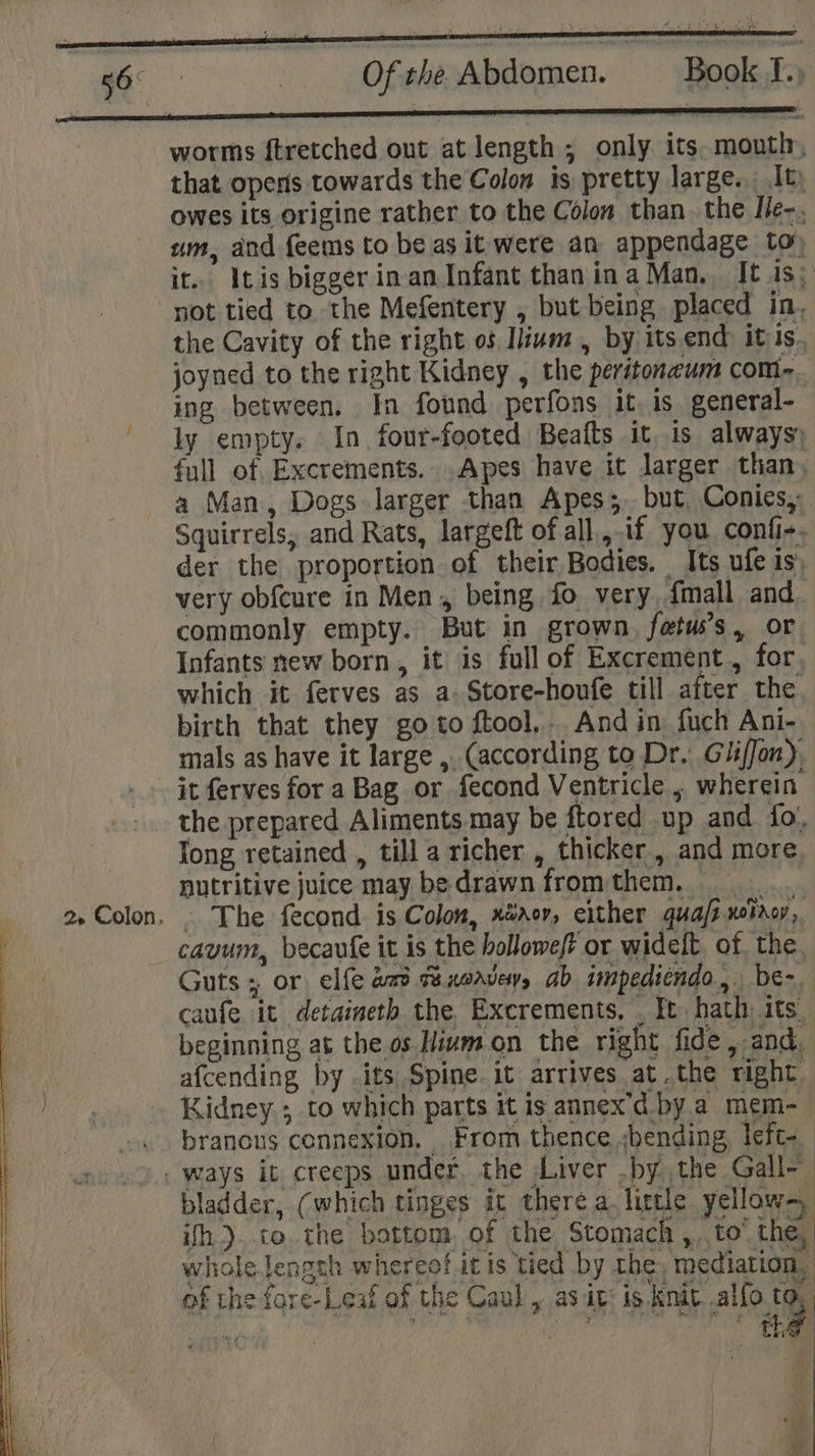 B65 | Of the Abdomen. worms ftretched out at length ; only its. mouth, that opens towards the Colon is pretty large. It) owes its origine rather to the Colon than the Ile-. um, and feems to be as it were an appendage to, it. Itis bigger inan Infant than ina Man. It is; not tied to the Mefentery , but being placed in. the Cavity of the right 05 Ilium, by its end itis. joyned to the right Kidney , the peritoneum com-_ ing between. In found perfons it. is general- ly empty. In four-footed Beafts it is always full of Excrements. .Apes have it larger than. a Man, Dogs larger than Apes; but, Conies, Squirrels, and Rats, largeft of all, if you confi-, der the proportion of their Bodies. Its ufe is, very obfcure in Men, being fo very, fmall and. commonly empty. But in grown. fetuss, or Infants new born, it is full of Excrement, for which it ferves as a Store-houfe till after the birth that they goto ftool,.. And in fuch Ani-. mals as have it large , (according to Dr. Gliffon). it ferves for a Bag or fecond Ventricle , wherein the prepared Aliments may be ftored up and fo. Jong retained , till a richer, thicker , and more nutritive juice may be drawn fromthem. 2. Colon. . The fecond is Colon, x#acvy, either quafs xotrcy, cavum, becaufe it is the hollowe/t or widelt of. the. Guts or elfe aab sixnoavey, ab impediendo, be-~_ caufe. it detaineth the Excrements, . kt) hath, its, beginning at the os. Hivm on the right fide, and. afcending by -its Spine. it arrives at.the right Kidney; to which parts it is annex’d by a mem- branous connexion, From thence -bending, left-_ ways it creeps under, the Liver .by the Gall- bladder, (which tinges it there a. little yellow-, ih )..to. the bottom of the Stomach, to’ the, whole length whereof itis tied by the, mediation, of the fare-Leaf of the Caul , as it’ is knit alfo to, by PP a