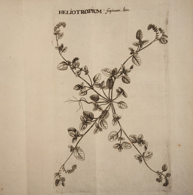 V. HElioTROPillM ‘JTnwm f