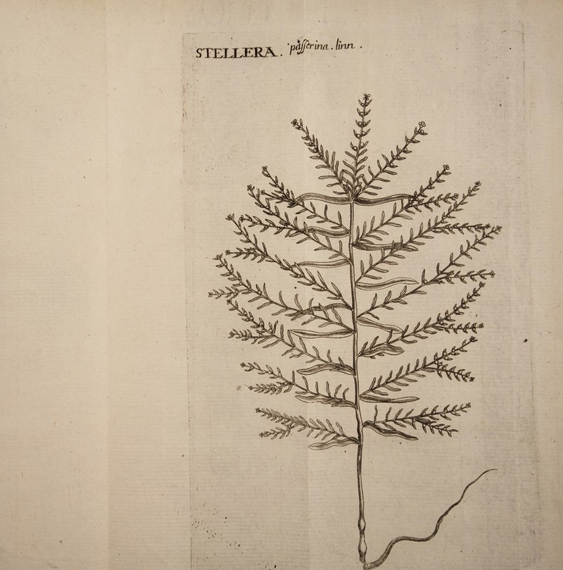 I l \ 1> STFJXERA 'pdjjerina. llnn