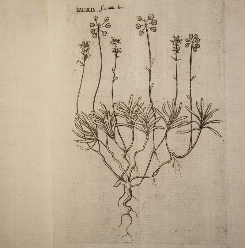 / I V 0 I / . \ ( * l { IBERIS jcutidtilv. ^nrt • \