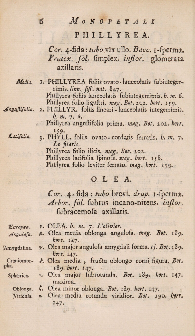 PHILLYREA. Jtfedia. •dngujlifolia. Angulo fu. 'Amygdalina» Craniomor- £&gt;ha. Sphaerica. Oblonga. yiridula. Cor. 4-fida: tubo vix ullo. Bacc. i-fperma. Frutex. fot. fimplex. inflor. glomerata axillaris. i. PHILLYREA foliis ovato - lanceolatis fubinreger- rimis.Unn. ftft.'nat* 847. Phillyrea foliis lanceolatis fubintegerrimis. h. m. 6* Phillyrea folio lignilri. mag.Bot. 202. hott. 1^5?. 1. PHILLYR. foliis lineari - lanceolatis integerrimis» /;. m. 7. .£» f Phillyrea anguftifolia prima. mag. Bot. 101. hort. 3 . PHYLL. foliis ovato - cordatis ferratis, h. m. 7» Zf filaris, Phillyrea folio ilicis, mag. Zor. 202. Phillyrea latifolia fpinofa. mag. hort. 158. Phillyrea folio leviter ferrato, mag. hort. 155?. OLEA. Cor. 4.fida: tubo brevi, drup. i-fperma» Arbor. foL. fubtus incano-nitens» inflor. fubracemofa axillaris. 1. OLEA, h. m. 7. Uotlvler. p9 Olea media oblonga angulola. mag. Bot. 18^, hort. 147. r. Oiea major angulofa amygdali forma, ej. Bot. 189, 147. A Olea media , fru£tu oblongo corni figura. 185). hort. 147. «. Olea major fubrotunda. I?0£. i3&lt;?. hort. 147» maxima. Olea minor oblonga. Bot. 18.5?. hort. 147. Olea media rotunda viridior. Bot. 190. /.wrf. 147.