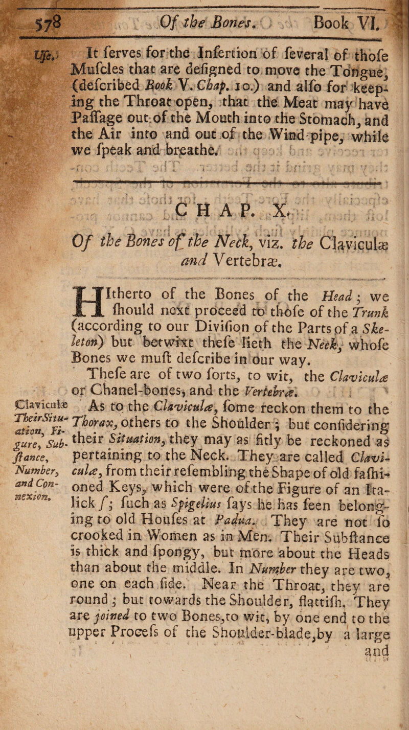 Ufe.- It ferves for the Infercion of feveral of thofe Mufcles that are defigned to move the Tongue (defcribed Book V. Chap. 10.) and alfo for keep¬ ing the Throat open, that the Meat may have Paflage out.of the Mouth into the Stomach, and the Air into and out of the Wind pipe, while we fpeak and breathe. f C H A P. X, Of the Bones off the Neck, viz. the Clayiculas and Vertebra. Hitherto of the Bones of the Head; we fhould next proceed to thofe of the Trunk (according to our Divifion of the Parts pf a Ske¬ leton) but betwixt thefe lieth the Neck, whole Bones we mull defcribe in our way. Thefe are of two forts, to wit, the Clavtcula or Chanel-bones, and the Vertebra. Clavicate As to the Clavicula, forne reckon them to the 2TST Thm'ax>others t0 the Shoulder ; but confidering gure]Sub-their Situation, they may as fitly be reckoned as flance, pertaining to the Neck. They are called Clavi- Number, cula, from their refembling the Shape of old fafhi- andCon- oned ^eySj which were of the Figure of an Ita- nex‘m lick f; fuch as Spigeiius fays he has feen belong- , ing to old Houfes at Padua. They are not ib crooked in Women as in Men, Their Subftance is thick and fpongy, but more about the Heads than about the middle. In Number they are two, one on each fide. Near the Throat, they are round ; but towards the Shoulder, flattilh. They are joined to two Bones.to wit, by one end to the upper Proeefs of the Shoulder-blade,by a large , and (r t ■ U