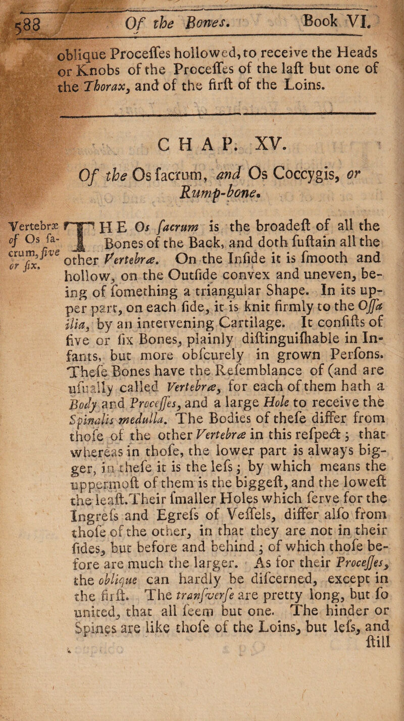 :s, Of the Bones. Book VI. oblique Proeeffes hollowed,to receive the Heads or Knobs of the Proeeffes of the laft but one of the Thorax, and of the firft of the Loins. CHAP. XV. Of the Os faemm, and Os Coccygis, or Rump-bone* Vertebra fT^ H E 0/ faerum is the broadeft of all the °f j[ Bones of the Back, and doth fuftain all the l?7x. other On the Infide it is fmooth and * hollow, on the Outfide convex and uneven, be¬ ing of fomething a triangular Shape. In its up¬ per part, on each fide, it is knit firmly to the OJfa ilia, by an intervening Cartilage. It confifts of five or fix Bones, plainly diftinguifhable in In¬ fants, but more obfeurely in grown Perfons. Thefe Bones have the Refemblance of (and are ufually called Vertebra, for each of them hath a Body and Troceffes, and a large Hole to receive the Spinalis medulla. The Bodies of thefe differ from thofe of the other Vertebra in this refpetft 3 that whereas in thofe, the lower part is always big¬ ger, in thefe it is the lefs 3 by which means the uppermoft of them is the biggeft, and the loweft the leaft.Their fmailer Holes which ferve for the Ingrefs and Egrefs of Veffels, differ alfo from thofe of the other, in that they are not in their fides, but before and behind 3 of which thofe be¬ fore are much the larger. As for their Trocejjesy the oblique can hardly be difeerned, except in the firft. The tranfverfe are pretty long, but fo united, that all feero but one. The hinder or Spines are like thofe of the Loins, but lefs, and . ftill /