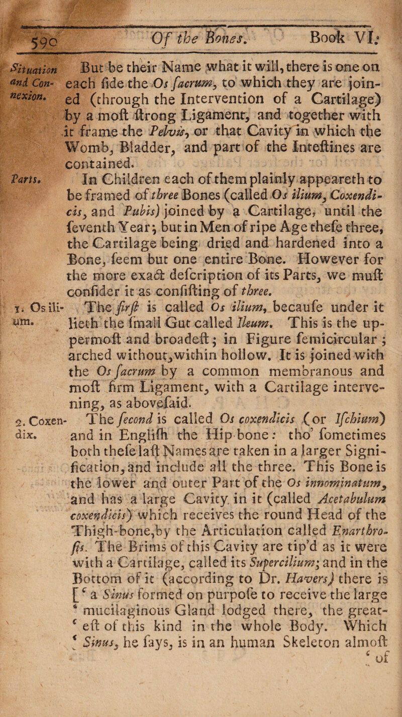 Situation But be their Name what it will, there is one on and Con- each fide the Os facrtm, to which they are join- nexzon. e(j (through the Intervention of a Cartilage) by a moft ftrong Ligament, and together with it frame the Pelvis-, or that Cavity in which the V Womb, Bladder, and part of the Inteftines are contained* farts. In Children each of them plainly appeareth to be framed of three Bones (called Os ilium, Coxendi¬ cis y and Pubis) joined by a Cartilage, until the feventh Year j but in Men of ripe Age thefe three, the Cartilage being dried and hardened into a Bone, feem but one entire Bone. However for the more exad defcription of its Parts, we muft confider it as con filling of three. 1. Os ili- ThQ firft is called Os (ilium, becaufe under it um. lieth the (mail Gut called Ileum. This is the up- perm oft and broadeft; in Figure femicircular ; arched without,within hollow. It is joined with the Os facrum by a common membranous and moll firm Ligament, with a Cartilage interve¬ ning, as abovefaid. 2. Oxen- The fecond is called Os coxendicis (or Ifchimn) dlx. and in Englifh the Hip bone : tho5 fometimes both thefe laft Names are taken in a larger Signi¬ fication,and include all the three. This Bone is the lower and outer Part of the Os innominatum, and has a large Cavity in it (called Acetabulum coxendicis) which receives the round Head of the Thigh-bone,by the Articulation called Enarthro- fis. The Brims of this Cavity are tip’d as it were with a Cartilage, called its Supercilium; and in the Bottom of it (according to Dr. Havers) there is [c a Sinus formed on purpofe to receive the large 4 mucilaginous Gland lodged there, the great- c eft of this kind in the whole Body. Which * Sinus. he fays, is in an human Skeleton aimoft 4 of