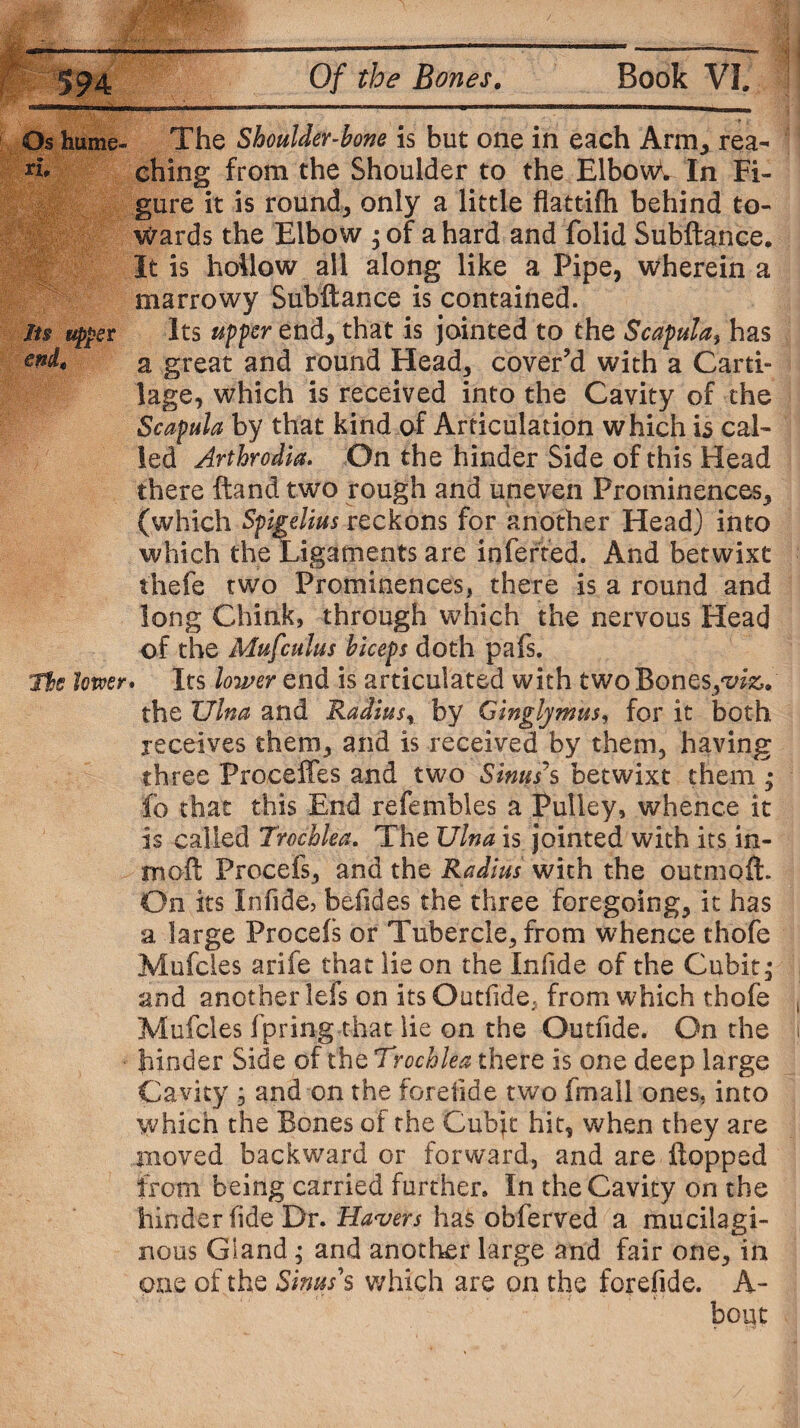 Os hume- The Shoulder-bone is but one in each Arm,, rea- ching from the Shoulder to the Elbows In Fi¬ gure it is round* only a little flattifh behind to¬ wards the Elbow * of a hard and folid Subftance. It is hollow all along like a Pipe, wherein a marrowy Subftance is contained. Its upper Its upper end* that is jointed to the Scapula, has end* a great and round Head* cover’d with a Carti¬ lage, which is received into the Cavity of the Scapula by that kind of Articulation which is cal¬ led Arthrodia. On the hinder Side of this Head there ftand two rough and uneven Prominences* (which Spigelius reckons for another Head) into which the Ligaments are inferred. And betwixt thefe two Prominences, there is a round and long Chink, through which the nervous Head of the Mufculus biceps doth pafs. The lower. Its lower end is articulated with two Bones*1viz,. the Ulna and Radiust by Cingljmus, for it both receives them* and is received by them, having three Proceffes and two Sinus s betwixt them ; fo that this End refembles a Pulley, whence it is called Trochlea. The Ulna is jointed with its in- mcft Procefs* and the Radius with the outmoft. On its Infide, befides the three foregoing* it has a large Procefs or Tubercle* from whence thofe Mufcies arife that lie on the Infide of the Cubit* and another lefs on itsOutfide, from which thofe Mufcies fpring that lie on the Outfide. On the hinder Side of the Trochlea there is one deep large Cavity , and on the forelide two fmall ones, into which the Bones of the Cubjt hit, when they are moved backward or forward, and are flopped from being carried further. In the Cavity on the hinder fide Dr. Havers ha£ obferved a mucilagi¬ nous Gland; and another large and fair one* in one of the Sinus's which are on the forefide. A- bout