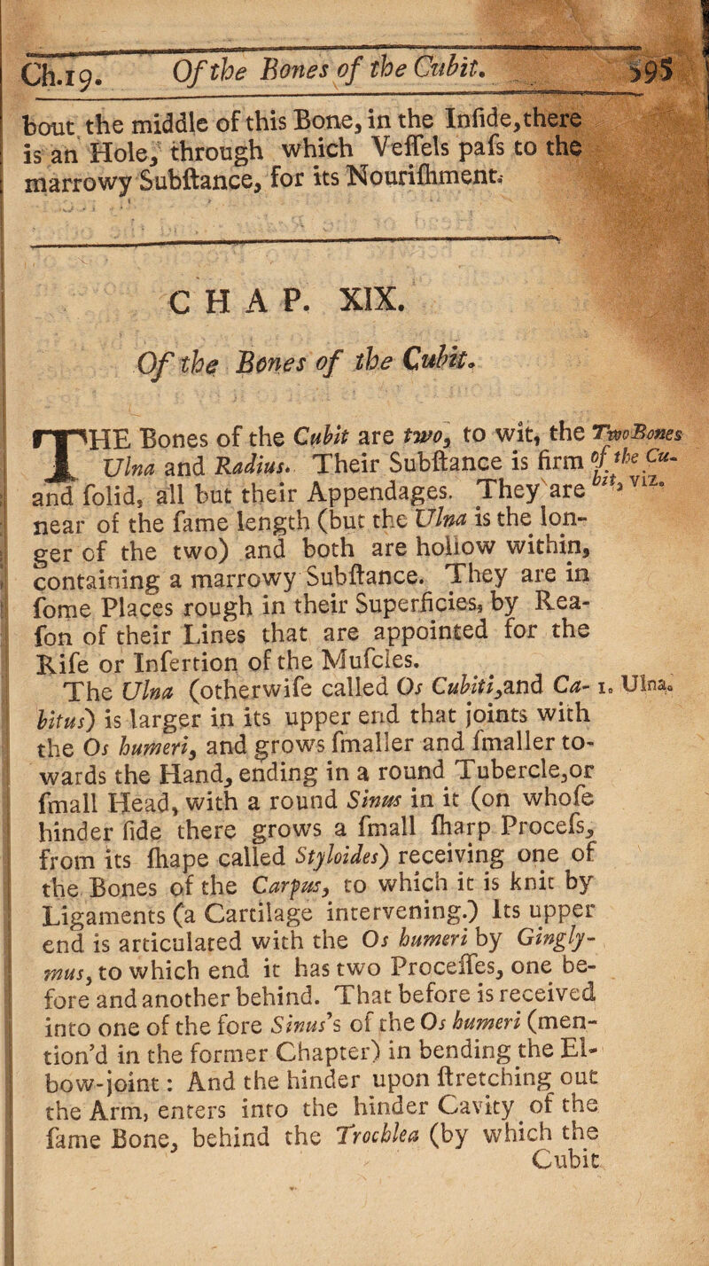 Ch.19* Of the Bones of the Cubit. >9$ bout the middle of this Bone, in the Infide,there is an Hole,' through which Veffels pafs to the I marrowy Subftance, for its Nourifhment.- CHAP. XIX. I Of the: Bones of the Cubit. THE Bones of the Cubit are two, to wit, the JfiwSow* Ulna and Radius. Their Subftance is firm of the at. and folid, all but their Appendages. They are va* near of the fame length (but the Ulna is the tan- el ger cf the two) and both are hoiiow within, I containing a marrowy Subftance. They are in forne Places rough in their Superficies, by Rea- fon of their Lines that are appointed for the Rife or Infertion of the Mufcies. The Ulna (otherwife called Os Cubiti,and Ca-1. Ulna. Vitus') is larger in its upper end that Joints with the Os humeri, and grows fmaller and fmaller to¬ wards the Hand, ending in a round Tubercle,or fmall Head, with a round Sinus in it (on whofe ! hinder fide there grows a fmall fharp Procefs, from its fhape called Styloides) receiving one of the Bones of the Carfus, to which it is knit by : Ligaments (a Cartilage intervening.) Its upper [ end is articulated with the Os humeri by Gwgly- mus} to which end it has two Proceffes, one be¬ fore and another behind. That before is received into one of the fore Sinus's of the Os humeri (men- | tion’d in the former Chapter) in bending the El- ! bow-joint: And the hinder upon ftretching out il the Arm, enters into the hinder Cavity of the fame Bone, behind the trochlea (by which the ' Cubit