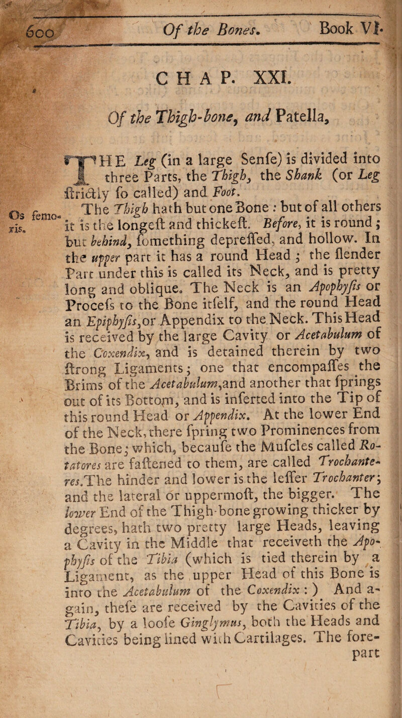 Of the Bones• Book VI* CHAP. XXL Of the Thigh-bone, and Patella, m H E Leg (in a large Senfe) is divided into J[ three Parts, the Thigh, the Shank (or Leg ftri&ly fo called) and Foot. f, c m The Thigh hath but one Bone: but of all others ris. e °* it is the longeft and thickeft. Before, it is round; but behind, lomething depreffed, and hollow. In the upper part it has a round Head ; the {lender Parc under this is called its Neck, and is pretty long and oblique. The Neck is an Apcphyfis or Procefs to the Bone itfelf, and the round Head an Epiphyfis,or Appendix to the Neck. This Head is received by the large Cavity or Acetabulum of the Coxendix, and is detained therein by two ftrong Ligaments; one that encompaffes the Brims of the Acetabulum,an A another that fprings out of its Bottom, and is inferred into the Tip of this round Head or Appendix. At the lower End of the Neck, there fpring two Prominences from the Bone,- which, becaufe the JVlufcles called Ro- tdtores are fattened to them, are catted Trochante- rer.The hinder and lower is the letter Trochanter-, and the lateral dr uppermoft, the bigger. The lower End of the Thigh-bone growing thicker by degrees, hath two pretty large Heads, leaving a Cavity in the Middle that receiveth the Apo- phyfis of the Tibia (which is tied therein by a Ligament, as the upper Head of this Bone is into the Acetabulum of the Coxendix : ) And a- gain, thefe are received by the Cavities of the Tibia, by a loole Ginglymus, both the Heads and Cavities being lined with Cartilages. The fore¬ part •, * \ > • . •  - r r