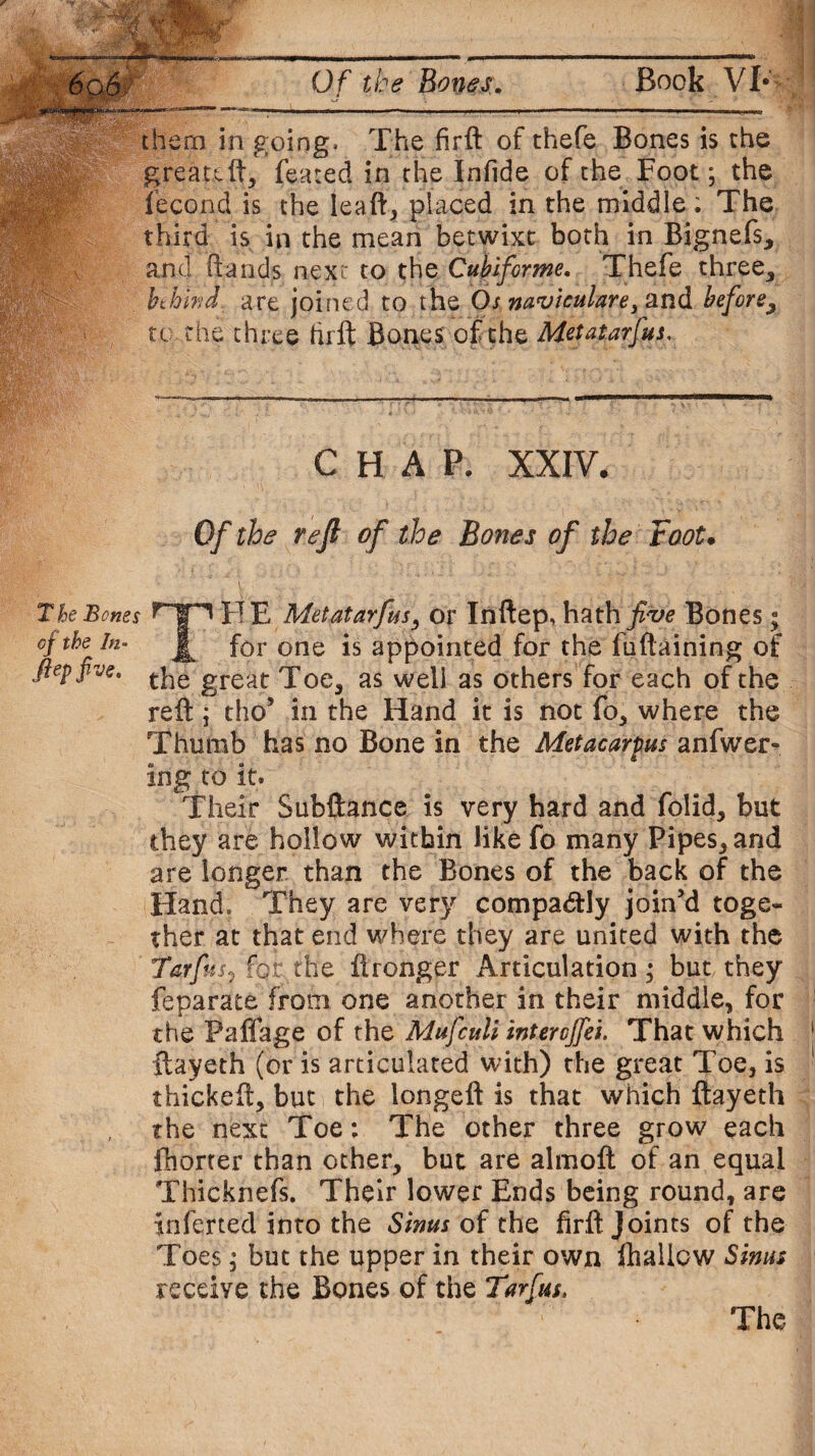 them in going. The firft of thefe Bones is the greateft, feared in the Infide of the Foot; the lecond is the leaft, placed in the middle; The third is in the mean betwixt both in Bignefs, and ftands next to the Cubiforme. Thefe three, behind are joined to the Os naviculare> and before, to the three firft Bones of the Met At arJus. CHAP. XXIV. Of the reft of the Bones of the Toot• The Bones XT E Metatarfus, or Inftep, hath Bones; of the in- for one is appointed for the fuftaining of flepfive. tjie great Toe, as well as others for each of the reft ; tho5 in the Hand it is not fo, where the Thumb has no Bone in the Metacarpus anfwer- ing to it. Their Subftance is very hard and folid, but they are hollow within like fo many Pipes, and are longer than the Bones of the back of the Hand. They are very compa&Iy join’d toge¬ ther at that end where they are united with the Tarfus? for .the ftronger Articulation; but they feparate from one another in their middle, for the Paffage of the Mufculi interojfei. That which ftayeth (or is articulated with) the great Toe, is thickeft, but the longeft is that which ftayeth the next Toe: The other three grow each fhorter than other, but are almoft of an equal Thicknefs. Their lower Ends being round, are inferted into the Sinus of the firft joints of the Toes; but the upper in their own (hallow Sinus receive the Bones of the Tarfus. The