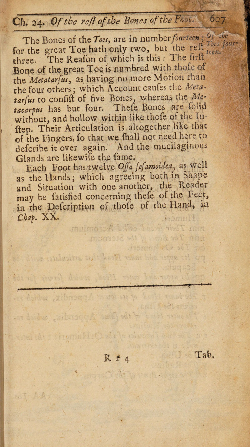 Gi. 24. Of the reft of the Bones of the Fo >01 The Bones of the Toes, are in number^rte^ for the great Toe hath only two, bat the reit three. The Reafon of which is this: The firft Bone of the great Toe is numbred with thofe of the Metatarfus, as having no more Motion than the four others; which Account caufes the Meta* tarfus to confift of five Bones,, whereas the Me¬ tacarpus has but four. Thefe Bones are folid without, and hollow within like thofe of the in- ftep. Their Articulation is altogether like that of the Fingers, fo that we fhail not need here to defcribe it over again. And the mucilaginous Glands are likewife thp fame. Each Foot has twelve OJfa fefamoidea, as well as the Hands; which agreeing both in Shape and Situation with one another, the Reader may be fatisfied concerning thefe of the Feet, in the Description of thole pf the Hand, in Chflf. XX. 1 R f 4 Tab,