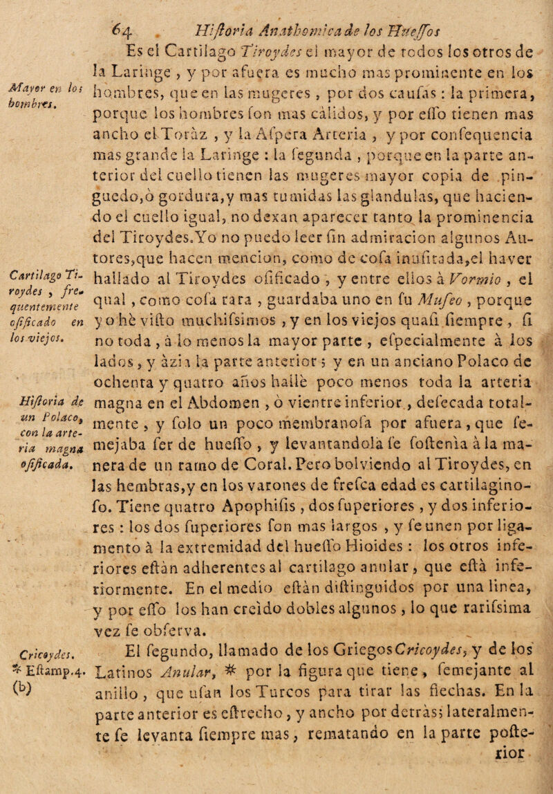 May tur en los homhrti. Cartílago 77- roydes , fre* quentemente cfìficaio en los viejos. Htfioria de MI Polacog con la arte¬ ria magna ojìficada. Cricoydes. ^ Eftamp.4. (b) 6 4 HI fiorici Àn attorni c a de ¡es HtteJTos Es el Cartílago Tiroydes el mayor de redos íes otros de la Laringe , y por afuera es macho mas prominente en ios hombres, que en las mu ge res , por dos caulas : la primera , porque los hombres ion mas calidos, y por elfo tienen mas ancho el Toraz , y la Áípera Arteria , y por confequencia mas grande la Laringe : la feg'unda , porque en La parte an¬ terior del cuello tienen ías mugcres mayor copia de pin-' guedojó gordura,y mas túmidas las glándulas, que hacien¬ do el cuello igual, no dexan aparecer tanto la prominencia del Tiroydes.Yo no puedo leer fin admiración algunos Au¬ tores,que hacen mención, como de cofa inu fitada,el ha ver hallado al Tiroydes oíificado , y entre dios à Vormio , ei qtial, como cofa rara , guardaba uno en fu Mufeo , porque y o he vifto muehifsimos , y en ios viejos quali ílempre , fi no toda , à lo menos la mayor parte , efpecialmente à ios lados, y àzia la parte anterior 5 y en un anciano Polaco de ochenta y quatto anos hallé poco menos toda la arteria magna en el Abdomen , o vientre inferior, defecada total¬ mente 5 y ib lo un poco membra noia por a fu era, que íe- mejaba fer de hueflb , y levantándola fe (hítenla àia ma¬ nerade un ramo de Coral. Pero bolviendo al Tiroydes, en las hembras,y en los varones de frefca edad es cartiiagino- fo. Tiene quatto Apophiíis , dos fuperiores, y dos inferio¬ res : los dos fuperiores fon mas largos , y fe unen por liga¬ mento à la extremidad dd hueffo Hioides : ios otros infe¬ riores eftàn adherentesal cartílago anular, que eità infe¬ riormente. En el medio eftàn diftinguidos por una linea, y por eíío los han creído dobles algunos, lo que rarissima vez fe obferva. Ei fegundo, llamado de los GriegosCricoydes^ y de los Latinos Anular, # por la figura que tiene , femejante al anillo, que ufan los Turcos para tirar las flechas. En la parte anterior es eftrecho, y ancho por detrás; lateralmen¬ te fe levanta fiempre mas, rematando en la parte pofte- rior