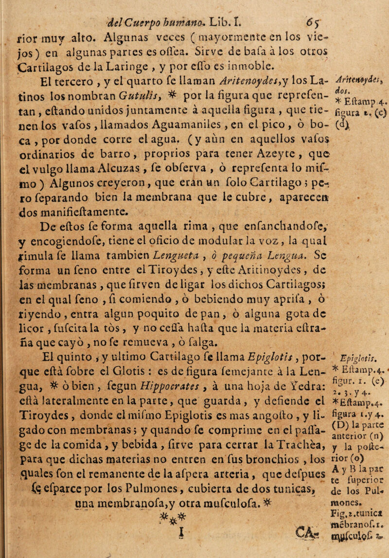 rior muy alto. Algunas veces ( mayormente en los vie¬ jos) en algunas partes es oííea. Sirve de baia à ios otros Cartílagos de la Laringe , y por elio es inmoble. El tercero , y el quarto fe llaman Aritenoydes,y los La- Aríteaóydes^ tinos los nombran Gutulisy # por la figura que reprcfen- ^¿ftamp4t tan , eftando unidos juntamente à aquella figura , que tie- figura (c) nen ios vafos , llamados Aguamaniles, en el pico , 0 bo~ (a) ca , por donde corre eiagua. (y aún en aquellos vaios ordinarios de barro, propri os para tener Azeyte , que ei vulgo llama Alcuzas, fe obferva , 0 reprefenta lo mif~ ino ) Algunos creyeron, que eran un folo Cartílago 5 pe¬ ro feparando bien la membrana que le cubre, aparece» dos manifieftamente. De eftos fe forma aquella rima , que enfanchandofe,' y encogiendofe, tiene el oficio de modular la voz, la quaí simula fe llama también Lengüeta , ó pequeña Lengua. Se forma un feno entre elTiroydes, y efíe Andnqydes, de las membranas, que firven de ligar los dichos Cartílagos; en el qual feno , fi comiendo , ò bebiendo muy aprila , 0 riyendo , entra algún poquito de pan, ò alguna gota de licor, fufcitala tos, y no cefla hafta que la materia eftra- ña que cayo , no fe remueva , ò falga. El quinto > y ultimo Cartílago fe llama Epiglotis , por- Eptglotis, que cita fobre el Glotis : es de figura femejante à la Len- * Eíhmp.4. gua, # o bien , fegun Hìppocrates , à una hoja de Yedra: ^ efià lateralmente en la parte, que guarda, y defiende el ^Eftamp.4. Tiroydes , donde el mifmo Epiglotis es mas angoli o , y li- l«y 4* gado con membranas ; y quando fe comprime en el paila- ammor^n) ge de la comida, y bebida , firve para cerrar la Trachèa, y ia poíle- para que dichas materias no entren en fus bronchios , los rior(o) guales fon el remanente de la afpera arteria, quedefpues ^ apupen or efparce por los Pulmones, cubierta de dos túnicas, ¿Q ios Puh una membranofa,y otra raufculofa. te## I CAs mones. Fig.i.tunica mébranof.i. ny^culyf* • (í&