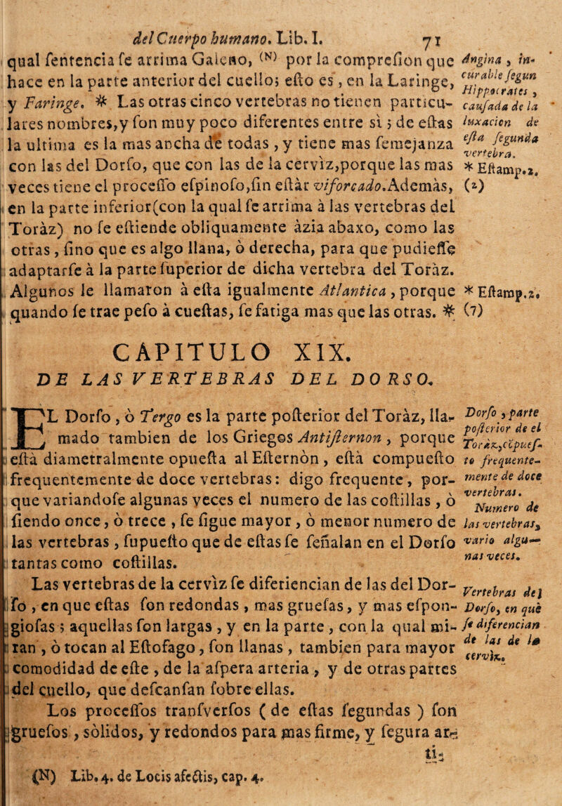 qual fentencia fe arrima Gaicsto, <N) por la comprefion que * ¡n* hace en la parte anterior del cuello ; efto es, en la Latinee, c¡¡f*hl* fi&un y Faringee # Las otras cinco vertebras no tienen patuca- caufadadeia lares nombres,y fon muy poco diferentes entre si 5 de eftas luxación de la ultima es la mas ancha de todas, y tiene mas feraejanza e^a fe&mda t % t s i vertebra» con las del Dorio, que con las de la cerviz,porque las nías * Efíamp.*. veces tiene el proceffo efpinofo,fin eftár vzforcado.Además, (*) en la parte inferior(con la qual fe arrima à las vertebras deL Toráz) no fe eftiende obliquamente àzia abaxo, como las otras , lino que es algo llana, ò derecha, para que pudieflfe adaptarfe à la parte íuperior de dicha vertebra dei Toráz. Algunos le llamaron à ella igualmente Atlantica , porque *Eíhmp.s. quando fe trae pefo à cueftas, fe fatiga mas que las otras. # (7) CAPITULO XIX. DE LAS VERTEBRAS DEL DORSO. EL Dorfo , ò Tergo es la parte pefterior dd Toráz, lia*- mado también de los Griegos Antijlernon , porque jeftà diametralmente opuefta alEfternón, eftá compuefto frequentemente de doce vertebras: digo frequente, por¬ que variandofe algunas veces el numero de las coftillas, ò íiendo once, 0 trece , fe figue mayor, 0 menor numero de las vertebras , fupueíio que de eftas fe feñalan en el Dorfo tantas como coftillas. Las vertebras de la cerviz fe diferiencian de las del Dor¬ fo , en que eftas fon redondas , mas gruefas, y mas efpon- ¡giofas ; aquellas fon largas , y en la parte, conia qual mi- 1 tan , ò tocan al Eftofago, fon llanas , también para mayor ¡ comodidad de efte , de la afpera arteria , y de otras partes del cuello, que deícanfan fobre ellas. Los procefíos tranfverfos ( de eftas fe gandas ) fon {gruefos, sólidos, y redondos para gias firme, y íegura ar^ (N) Lib, 4. de Locis afeftis, cap. 4. Dorfo ,parte poficrlor de el ToeÁz.jCZpuef* te frequente- mente de doce vertebras. Numero de las vertebras¿ vario alga— ñas veces. Vertebras del Dorfoy en qué fe diferencian de las de l* cervi*.*