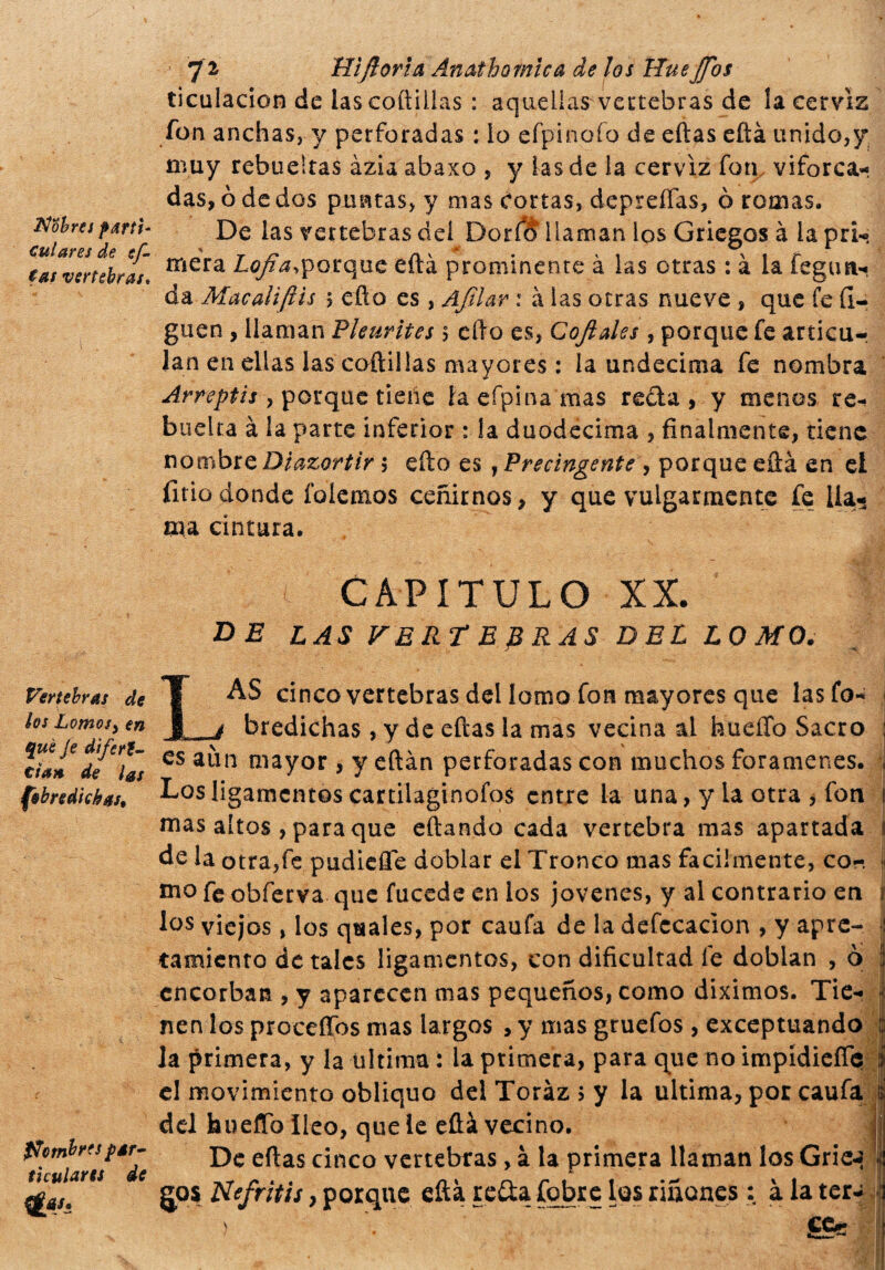 ¿Vobres partì* cui ares de sf- tas vertebras* Vertebras de los Lomos ¡ en qué Je diferi¬ da* de las (bhredichas. ffcmbrts par¬ ticulares de 7 2- Hi florín Anathomlca de los mué Jflos ticulacion de las coitillas : aquellas vertebras de la cerviz fon anchas, y perforadas : lo efpinofo de eftas eftá unido,y muy rebueltas ázia abaxo , y las de la cerviz fon, viforca- das,¿dedos puntas, y mas tortas, depreífas, ò romas. De las vertebras dei Dorio llaman los Griegos à la pri- mera Lofia,porque eftá prominente à las otras : à la fegun- da Macaliftis \ eflo es , Afilar : à las otras nueve , que fe íl- guen , llaman Pleurites $ dio es, Cofiales , porque fe articu¬ lan en ellas las coitillas mayores : la undecima fe nombra Arreptis y porque tiene laeípina mas re£ta , y menos re- bueña à la parte inferior : la duodecima , finalmente, tiene nombre Diazortir 5 efto es , Precìngente , porque eftá en el fitiodonde íblemos ceñirnos, y que vulgarmente fe lla¬ ma cintura. CAPÍTULO XX. de las fertepras del lomo. Las cinco vertebras del lomo fon mayores que lasfo- I bredichas , y de eftas la mas vecina al huello Sacro : es aun mayor , y eftán perforadas con muchos forámenes. . Los ligamentos cartilaginofos entre la una, y la otra , fon j mas altos , para que citando cada vertebra mas apartada 11 de la otra,fe pudiefie doblar el Tronco mas facilmente, co- i mo fe obferva que fucede en los jovenes, y al contrario en ! los viejos, los qtaales, por caufa de la defecación , y apre- : tamienro de tales ligamentos, con dificultad fe doblan , ò J cncorban , y aparecen mas pequeños, como diximos. Tie- jj: nen los proceffbs mas largos , y mas gruefos , exceptuando | la primera, y la ultima : la primera, para que no impídieífe ! el movimiento obliquo del Toráz ; y la ultima, por caufa j¡ del hueflb Ileo, que le eftá vecino. 1 De eftas cinco vertebras, à la primera llaman los Griea j gos Nefritis y porque eftá reda fobre los riñones : à la tera
