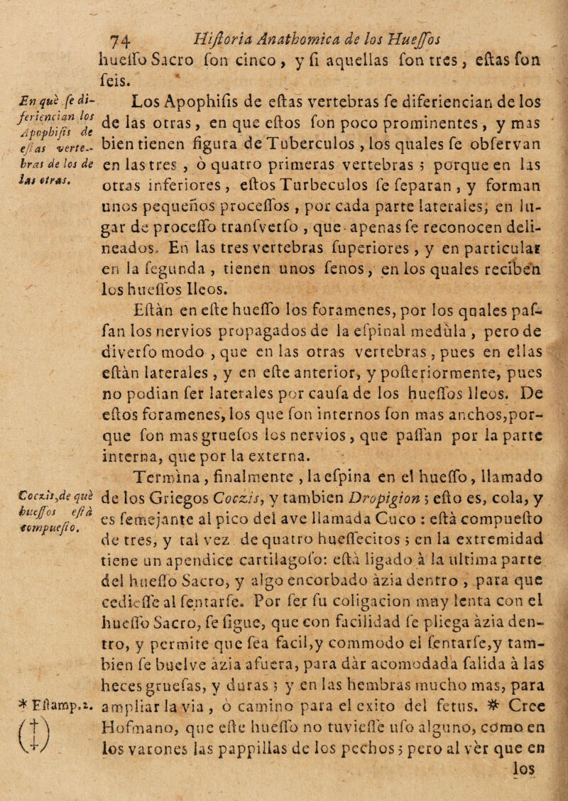 Evi que fe di- feriencian los Apcphifìs de ejìas verte.- bras de Ics de las etrés. Cocx.h^de que kuejfos efìà ■tompuejio. * Fitamp.i. 74 Hi fiorì a Ànathomica de los HueJTos huello Sacro fon cinco, y fi aquellas fon tres, eftasfon feis. Los Apophifis de eftas vertebras fe diferiencian de los de las otras, en que eftos fon poco prominentes , y mas bien tienen figura de Tubérculos , los quales fe obfervan en lastres , ò quatro primeras vertebras 5 porque en las otras inferiores, eftosTurbeculos fe feparan , y forman unos pequeños proceífos , por cada parte laterales; en lu¬ gar de proeeíío tranfvetfo , que apenas fe reconocen deli¬ neados, En las tres vertebras fuperiores, y en particular en la fegunda , tienen unos fenos, en ios quales reciben los htiefíos Heos» Hilan en efte hueífo los forámenes, por los quales paf- fan los nervios propagados de la efpinal medula , pero de diverfo modo ,que en las otras vertebras, pues en ellas eftán laterales , y en efte anterior, y pofteriorroente, pues no podían fer laterales por caufa de los hueffos Ileos, De eftos forámenes, los que fon internos fon nías anchos,por¬ que fon mas gruefos los nervios, que paftan por la parte interna, que por la externa. Termina , finalmente , la efpina en el hueífo, llamado de los Griegos Cocz'is, y también Dropigion 5 efto es, cola, y es femejante al pico del ave llamada Cuco : eftá compuefto de tres, y tal vez de quatro hueífecitos ? en la extremidad tiene un apéndice cartiiagofo: eftá ligado à la ultima parte áel hueífo Sacro, y algo encorbado ázia dentro , para que cedi-eííe ai fentarfe* Por fer fu coligación muy lenta con el hueífo Sacro, fe figue, que con facilidad fe pliega ázia den¬ tro, y permite que fea fácil,y commodo el Centarfe,y tam¬ bién fe b.uclve ázia afuera, para dar acomodada falida à las heces gruefas, y duras 5 y en las hembras mucho mas, para ampliar la via , ò camino para el exito del fetus. # Cree Hofmano, que efte huello no tu v ielle ufo alguno, edmo en los varones las pappillas de los pechos 5 pero al vèr que en los