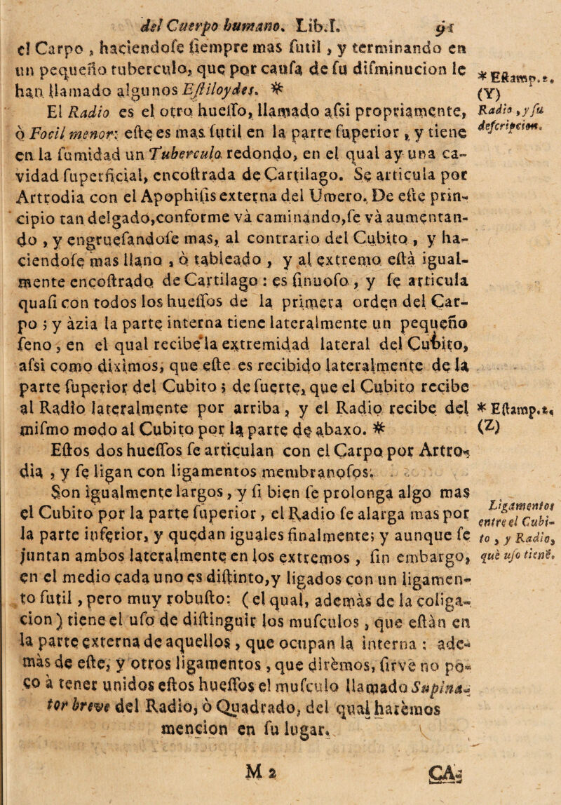 c! Carpo , haciéndole fiempre mas fútil t y terminando cn un pequeño tubérculo, quq por caufa de fu dtfminudon le han. llamado algunos Efliloydes. El es el otro huerto, llamado afsi propriamente, q Focll menor: efte es mas fútil en la parte fiiperior , y tiene en la iumtdad un Tubérculo. redondo, en el qual ay una ca¬ vidad fuperficial, encoftrada de Cartílago. Se articula por Artrodia con el Apophiüs externa del limero. De efte prin¬ cipio tan delgado,conforme vá caminando,fe va aumentan¬ do , y engruefandofe mas, al contrario dd Cubito , y ha¬ ciéndole mas llano , o tabicado , y al. extremo eftá igual¬ mente encoftrado de Cartílago : es finuofo, y fe articula quali con todos los hueífos de la primera orden del Car¬ po ; y àzia la parte interna tiene lateralmente un pequeño feno,en el qual recibe'la extremidad lateral del Cubito, afsi como diximos, que eñe es recibido lateralmente de U parte füperior del Cubito ; de fuerte, que el Cubito recibe al Radío lateralmente por arriba, y el Radio recibe del jnifmo modo al Cubito pot la parte dd abaxo. # Eños dos hueífos fe articulan con el Carpo por Artro>? día , y fe ligan con ligamentos membranofosi Son igualmente largos, y fi bien fe prolonga algo mas el Cubito ppr la parte füperior, el Radio fe alarga mas por la parte inferior, y quedan iguales finalmente; y aunque fe juntan ambos lateralmente en los extremos, fin embargo, en el medio cada uno es diftinto,y ligados con un ligamen¬ to fútil, pero muy robufto: ( el qual, además de la coliga¬ ción) tiene el ufo de diftinguir los mufeulos, que eftán en la parte externa de aquellos, que ocupan la interna ; ade¬ más de efte, y otros ligamentos , que dìrèmos, firve no po« co à tener unidos ellos hueífos el mufeulo llamado Supina* tor breve del Radio, ò Quadrado, del qual haremos mención en fu lugar,. v Mí £A.j * EftaracMs, (Y) Radio t y defcrijiáoitt * E íhmp^« (Z) ligamentos entre el Cubi- to , y &adio$ qué ufo tieni.