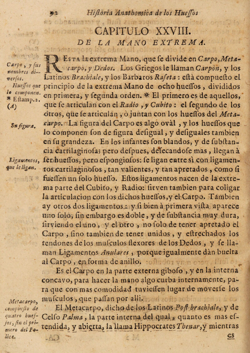 Hijlória Anathomìca de los HueJTos Carpo , y fus nombres dì— verfos. Hueífos aue h componen. Eilamp.2. (A) Su figura. Pagamentos , $ue le ligan. Metacarpo, compuefio de quatro huej- josyfin el pr i¬ mero dei Po¬ lle CAPÍTULO XXVIII. DE LA MANO EXTREMA. Esta la extrema Mano, que fe divide en Carpo,Meta** carpo,y Dedos, Los Griegos le llaman Carpón, y los Latinos Brachiale, y los Barbaros Rafeta : eftá compiteli o el principio de la extrema Mano de ocho huellos , divididos en primera, y fegunda orden. # El primero es de aquellos, que fe articulan con el Radio ,y Cubito : el fegundo de los otros, que le articulan , ò juntan con los huellos del Meta¬ carpo. La figura del Carpo es algo ovài , y los hueífos que lo componen fon de figura deíigual, y defiguales también en fu grandeza. En los infantes fon blandos, y de fubftan- cia CartiLginofa; pero defpues, deTecandofe mas, llegan à ferhueiTos, pero efpongiofos; fe ligan entre si con ligamen¬ tos car til agi no fos , tan valientes, y tan apretados , como lì fuelfen un folo huefio. Ellos ligamentos nacen de la extre¬ ma parte del Cubito, y Radio: firven también para coligar la articulación con los dichos hueífos,y el Carpo. También ay otros dos ligamentos : y fi bien à primera villa aparece uno folo, fin embargo es doble, y de fubítancia muy dura, firviendo el uno , y el otro , no folo de tener apretado el Carpo , fino también de tener unidos, y eílrechados los tendones de los maicillos flexores de los Dedos, y fe lla¬ man Ligamentos Anulares , porque igualmente dan buelta al Carpo , en forma de anillo. Es el Carpo en la parte externa gibofo , y €n la interna concavo, para hacer la mano algo curba internamente, pa¬ ra que con mas comodidad tuyieífen lugar de moverle los mufeuios , que paflan por allí. El Metacarpo, dicho de los Latinos Poft brachiale, y de Celio Palma , la parte interna del qual * quanto es mas ef- tendida, y abierta* la llama Hippocrates\Tbenar,f mientras ,/ v ~ L' . es