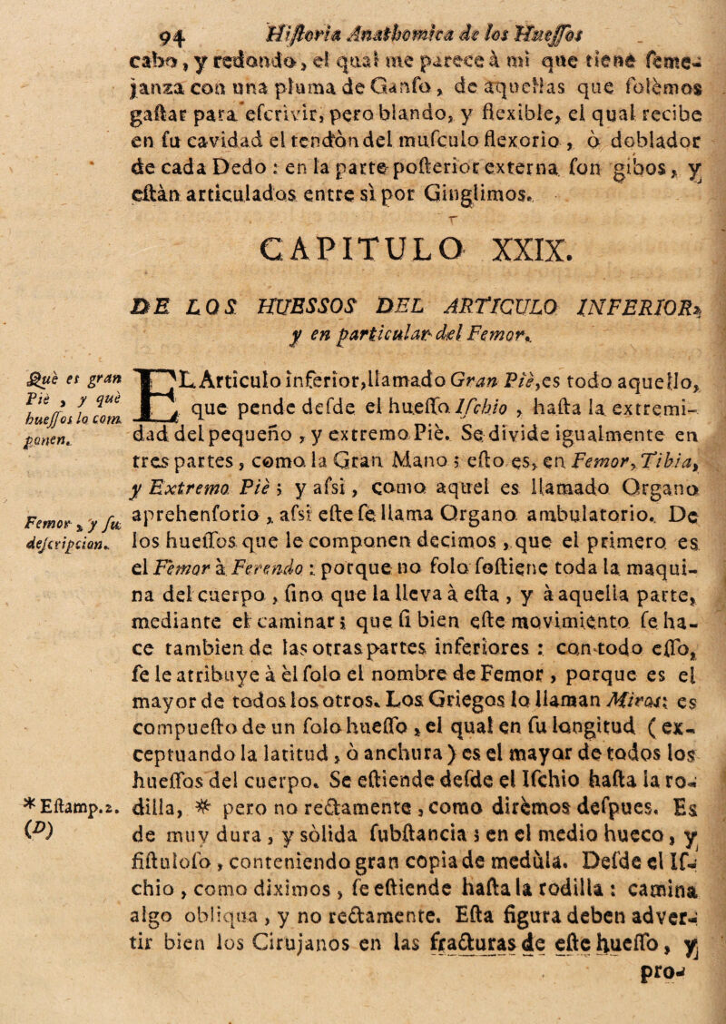 guh es gran Pie » y qut huejjos lo corn. ¿lorien* Femor % y fu, dejcripúan» * Eiìamp.2. (P) cabo f y redondo, e! qud me parece à mi que tiene feote* janza con una piuma de Ganfo, de aquellas que io lem os gallar para efcrìvir, pero blando, y flexible, ei qual recibe en fu ca vidad d tendón del timfculo flexorìo , ò doblad or * de cada Dedo : en la parte pofterior externa fon gìbos, y cftàn articulados entre sì por Guiglimos, CAPITULO XXIX. DE LOS HUESSOS DEL ARTICULO INFERIOR* y en particular dtel Femor*. ELÀrtìculo inferior,llamado Gran P/V,es todo aquello, que pende defde el huefta lfchio , hafta la extremi¬ dad del pequeño , y extremo Pié. Se-divide igualmente en tres partes, corno, la Gran Mano 5 eflo es, en Femor, Ti hi a > y Extremo Pié > y afsi, cama aquel es llamado Organo aprehenfocio ,, afsi efte fe llama Organo, ambulatorio. De los huellos que le componen decimos, que el primero es el Femor à Ferendo porque no fola foftiene toda la. maqui¬ na del cuerpo , fino que la lleva à efta , y à aquella parte, mediante el caminar i que fi bien efte movimiento fe ha¬ ce también de las otras partes inferiores : con todo eflo, fe le atribuye à el fola el nombre de Femor > porque es el mayor de todos los otros* Los Griegoslo llaman Mirati, es cornpuefto de un falo hueífo , el quat en fu longitud ( ex¬ ceptuando la latitud, o anchura ) es el mayor de todos los hueflos del cuerpo. Se eftiende defde el lfchio hafta la ro¬ dilla, # pero no redámente 3 como diremos defpues, Es de muv dura, y sòlida fubftancia 5 en el medio hueco, y fiftuloíb, conteniendo gran copia de medula. Defde d If-; chic , como diximos, fe eftiende hafta la rodilla : camina algo obliqua , y no redámente. Efta figura deben adver-: tir bien los Cirujanos en las fradurasde eftehueflb, y proj