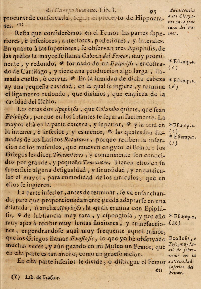 del Cuerpo humano. Líb. I. g j procurar de confervarla , ícgun <el precepto de Hipócra¬ tes. (Y) Reda que confideremos en el Temor las partes fupe- riorcs,e inferiores , anteriores,pofteriores , y laterales.. En quanto à lasfupetiores » fe oblervan tres Apophifis, de las q nales la mayor fe llama Cabeza del Fe mor, muy promi¬ nente , y redondo, # formado de un Epiphijis , encobra¬ do de Cartílago , y tiene una producción algo larga , lla¬ mada cuello , ò cerviz. En la futilidad de dicha cabeza ay una pequeña cavidad , en la qua.1 fe ingiere , y termina ei ligamento redondo , que diximos, que empieza de la cavidad del Ifchio. Las otras dos Apophijis , que Col timbo quiere, que fean Epiphifis , porque en los infantes fe leparan facilmente. La may or eftá en la parte externa , y fuperior, # y la otra en la interna, è inferior, y -es menor, # lasqualesfon ila- madas de los LatinosRot atores , porque reciben la infer- cion de los mufeulos, que mueven en gyro el Temor : ios Advertencia à los Ciruja- nos en la frac tura del Fe¬ mar, * Eftamp.i. (O * Eítamp.z, (O *Efiamp.2., (O * Éílamp.2. (/) Griegos les dice rj Trocánteres , y comunmente fon conoci¬ dos por grande , y pequeño Trocánter* Tienen ellos en fu fu perfide alguna d digna Id ad , y finuoíidad , y en particu¬ lar el mayor, para comodidad délos mulculos, que en ellos fe ingieren. La parte inferior,antes de terminar, fe va enfanchan- d o, p a r a q u e proporci onada m en t c p u ed a ada p r a ríe e n u na dilatada , ò ancha Apophijis, ía qualt enmna con Epiphi- fis, # de fubílancia muy rara, y efpongioía , y por effo * Eílanip.i. muy apta à recibir muy lentas fluxiones , y tumefaecio- (M) nes, engendrandofe aqui muy frequente aquel tumor, que los Griegos llaman Exojlofis , lo que yo he obfervado Txoftoiìs, ò muchas veces, v aun guardo en mi Muíeo un Temor, que T°J°fnu/fam n * i r 7 1 *£// de Jotre- en cita parte es tan ancho, como un grueío melón. .vemr m la En eíla parte inferior fe divide, ò diftingue el Femor extremidad inferior del 1 <en J Femor, íY) Lib.. de Trabar*
