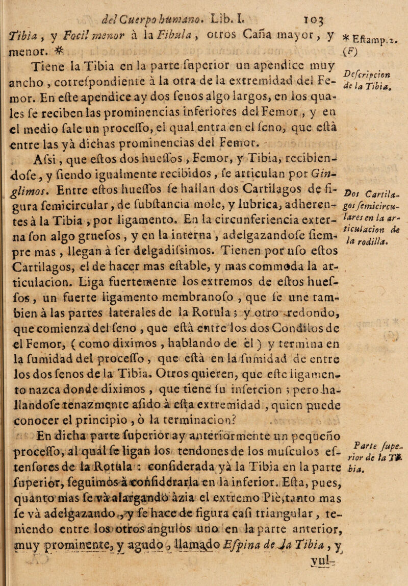 Tibia , y Vocìi menor à la Fibula y otros Caña mayor, y menor. # Tiene la Tibia en la parte faperior un apéndice muy ancho , cotreípondiente à la otra de la extremidad del Fe- mor. En efte apéndice ay dos fenosalgo Sargos, en ios qua- les fe reciben las prominencias inferiores del Femor, y en el medio fiale un procedo, el qual entra en el feno, que eftá entre las yá dichas prominencias del Femor. Afsi, que eftos dos huellos , Femor, y Tibia, recibíen- dofe, y fiendo igualmente recibidos , fe articulan por Cin¬ gi irnos. Entre ellos hueflos fe hallan dos Cartílagos d? fi¬ gura femicircular, de fubítancia mole, y lubrica, adheren- tesàlaTibia ,por ligamentOa En lacircunferienciaexter¬ na fon algo gruefos , y en la interna , adelgazándole íiem- pre mas, llegan à fer delgadísimos. Tienen por ufo ellos Cartílagos, el de hacer mas eftable, y mas commoda la ar¬ ticulación. Liga fuertemente los extremos de ellos huef¬ fos , un fuerte ligamento membranofo , que fe une tam¬ bién à las partes laterales de la Rotula 5 y otro -redondo, quecomienzadel feno , que eftá entre los dos Cóndilos de el Femor, ( como diximos , hablando de el ) y termina en la fumidad del procedo , que ella en la fnmidad de entre los dos fenos de la Tibia* Otros quieren, que efteligamenr to nazca donde diximos , que tiene fu tnfercion 5 pero ha- llandofe tenazmente afido a efta extremidad , quien puede conocer el principio , o la terminación? En dicha parte íuperior ay anteriormente un pequeño proceflb, al quál fe ligan los tendones de los mufeulos ef¬ te nfo res de la Rotula : coníiderada ya la Tibia en la parte fuperior, feguimès àeoùfiddrarlaen la inferior. Ella, pues, quanto nias fefia alargando azia el extremo Piegamo mas fe vá adelgazando ,y fe hace de figura cafi triangular, te¬ niendo entre los otrosángulos uno en la parte anterior, muy prominente, y agudo , llamado Efpina de Ja Tibia, y vul~ ^ Eftamp.2. (*) Defcrtpcion de la Tibia* T>os Cartíla¬ gos femicircu- lares en la ar¬ ticulación de la rodilla. Tane fupe~ rior de la T& bia.