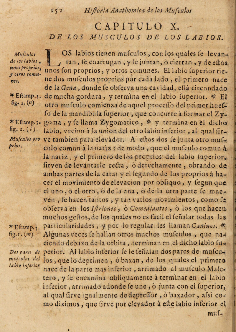 Mufcuios de los labios y unos proprio*y y otros comu¬ nes. * Eftamp.$. %.!.(») * Eílamp. >• %• i- co Mufcuios pro prios. * Eílamp. 3. fig»r. {\m) Dos pares de mufcuios del labio inferior 15 2 Hifiorla Anathomiea de los Mufcuios CAPITULO X. - DE LOS MUSCULOS DE LOS LABIOS. tOS labios tienen mufcuios, con los quales fe levan- __j tan , fe coartugan , y fe juntan, 0 cierran , y de cíios unos fon proprios, y otros comunes. El labio fuperior tie¬ ne dos mufcuios proprios por cada lado , el primero nace de là Gena , donde fe obferva una cavidad, efta circundado de raticha gordura > y termina enei labio fuperior. # Eí otro mufculo comienza de aquel procedo del primer huef- fo de la mandíbula fuperior, que concurre à formar el Zy- goma , y fe llama Zygomatico , # y termina en el dicho labio, vecino à la unión del otro labio inferior, al qual íir- ve también para elevàdot, A ellos dos fe junta otro muf¬ culo común à la nariz 5 de modo , que el mufculo común à la nariz, y el primero de ios proprios del labio fuperior* ílrven de levantarle reda, 0 derechamente , obrando de ambas partes de la cara.; y el fegundo de los proprios à ha¬ cer el movimiento de elevación por obliquo, y fegunquc el uno , ò el otro , ò de la una, ò de la otra parte fe mue¬ ven , fe hacen tantos , y tan varios movimientos , como fe obferva en los Ijlrlones 7 6 Comediantes , ò los que hacen muchos geftos, de los quales no es fácil eí feñalar todas las particularidades, y por lo regular les ¡laman Caninos. # Algunas veces fe hallan otros muchos mufcuios , que na-: derido debaxo de la orbita , terminan en el dicho labio fu¬ perior. Ai labio inferior fe le feñalan dos pares de mufeu-; los , que lo deprimen , obaxan, de los quales el primero nace de la parte mas inferior, arrimado al mufculo Ma fe- tero , y fe encamina obliquamente à terminar en el labio inferior , arrimado adonde fe une , 0 junta con ei fuperior, ai qual (ir ve igualmente dedepreílbr , 0 baxador , afsi co¬ mo diximos, que íirve por elevador à cfte labio inferior el muf- 1 i ■ ii : ? !' ( I í j 1