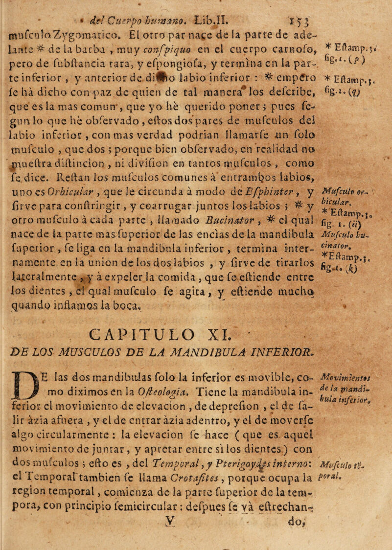 muícufo.Zigomatico. El otro par nace de la parte de ade¬ lante # de la barba , muy confpiquo en el cuerpo carnofo? pero de fubftancia rara, y efpongiofa, y termina en la par¬ te inferior , y anterior de diHio labio inferior : # empero fe há dicho con paz de quien de tal manera0 los defcrifae* que es la mas comúny que yo he querido poner > pues fe- gtm lo que he obfervado , eftos dos pares de mufculos del labio inferior , con mas verdad podrían llamarle «un fola tnufcuio 5 que dos ; porque bien obfervado, en realidad no jnueftra dtftindon ? ni divifion en tantos mufculos , como fe dice. Reftan los mufculos comunes à entramaos labios? mío es Orbicular , que le circu nda à modo de Bfpbmter ? y firvc para conftringir, y coarrugar juntos los labios ; # y otro mufeulo à cada parte , llamado Bucinator ? ^ el qua! nace de la parte mas. fu peri or de las encías de la mandíbula fuperior , fe liga en la mandíbula inferior ? termina inter¬ namente en la unión de los dos labios ? y firvede tirarlos lateralmente y à expeler ia comida ? que fe eftiende entre los dientes, è! qua! mufeulo fe agita? y eftiende mucha quando inflamas ia beca* * Eñamp.f % •*•(/>) * Eílamp.j Mufcuh bicular, *Eílampef0 fig, i. (ti) Mufeulo bu* rinato?, *Eftamp.j« CAPITULO XI. DE LOS MUSCULOS DE LA MANDIBULA INFERIOR, E las dos mandíbulas folo la inferior es movible, co- Movimienm mo diximos en la Ofteoltma. Tiene la mandíbula in-  i •• ii • y» i j r bula itifai or$ tenor el movimiento de elevación , de deprehon , el de ía- lir azia afuera , y el de entrar ázia adentro? y el de moverle algo circolarmente : la elevación fe hace (que es. aquel movimiento de juntar, y apretar entre si los dientes ) con dos mufculos 5 efto es > del Temporal, y PterigoycUs interno: Mufeulo th el Temporaftambien fe llama Crotafites , porque ocupa la Por*l*. región temporal, comienza de la parte fuperior de la tém¬ pora? con principio íemicircuíar : defpues fe yá eftrechan- Y - do®