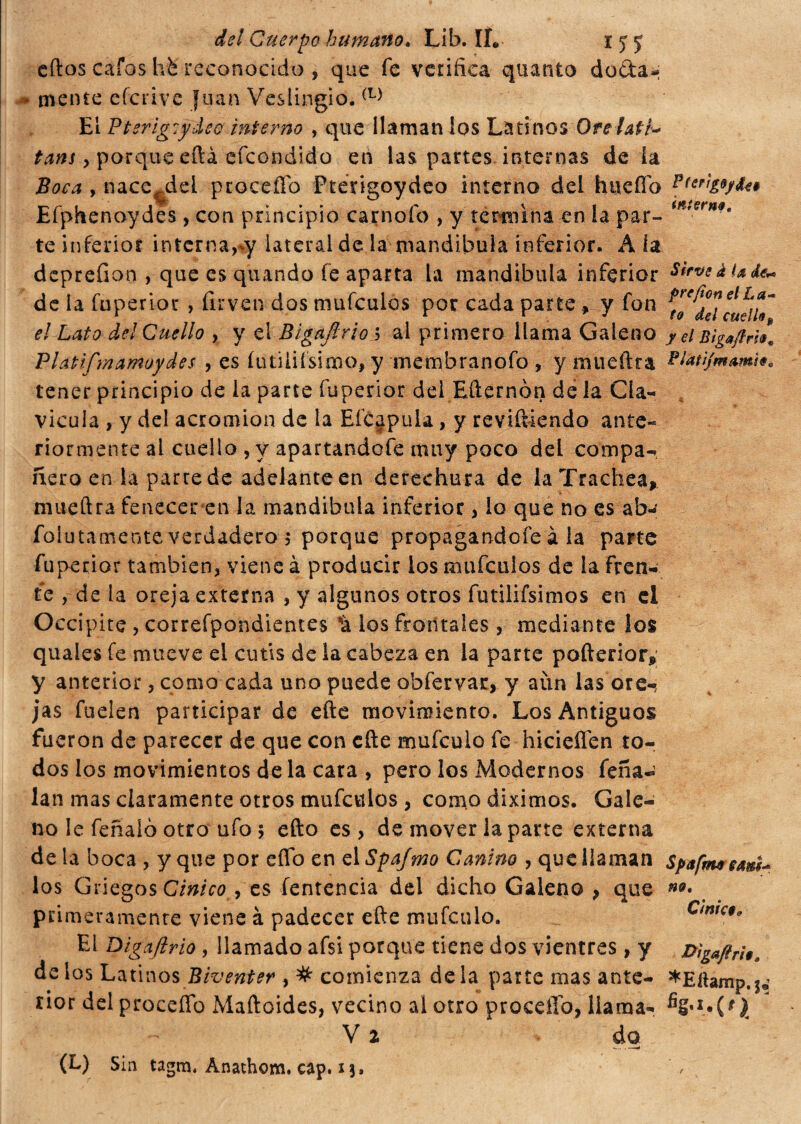 del Cuerpo humano. Lib. II* i y y cftos cafos hé reconocido , que fe verifica quanto doda^ » mente efcrive Juan Veslingio. El Pterig:ydeo interno , que llaman los Latinos Ore lati* tans y porque eftá efcondido en las partes internas dé la Boca y nace,del ptoceíío Ptengoydeo interno del huefíd Efphenoydes, con principio carnofo , y termina en la par- te inferior interna,*y lateral de la mandíbula inferior. Ala deprefion , que es quando fe aparta la mandibola inferior Sirve áixfc* de la fuperioc , firven dos mufculos por cada parte , y fon el Lato del Cuello , y el Bigafirioh al primero llama Galeno y el Bigaftrh* Platifmamoydes , es íutifiísimo, y membranofo , y mueftra ffotijmamii, tener principio de la parte fuperior del Efternon de la Cla¬ vicula , y del acromion de la Eícjpula , y reviñiendo ante¬ riormente ai cuello , y apartandofe muy poco del compa¬ ñero en la parre de adelante en derechura de la Trachea, mueftra fenecer en la mandibola inferior, lo que no es ab¿ Polutamente verdadero 5 porque propagandole à la parte fuperior también, viene à producir los mufculos de la fren¬ te , de la oreja externa , y algunos otros futilifsimos en el Occipite , correfpondientes la los frontales , mediante los quales fe mueve el cutis de la cabeza en la parte pofterior* y anterior, como cada uno puede obfervar, y aún las ore¬ jas fuelen participar de efte movimiento. Los Antiguos fueron de parecer de que con eñe mufeulo fe hicieffen to¬ dos los movimientos de la cara , pero los Modernos fena- lan mas claramente otros mufculos , como diximos. Gale¬ no le feríalo otro ufo ; efto es, de mover la parte externa déla boca , y que por eflo en el Spafmo Canino , que llaman spafmteam* los Griegos Cínico > es fentencia del dicho Galeno , que t primeramente viene à padecer efte mufeulo. Cmic$0 El Digajírio, llamado afsi porque tiene dos vientres, y Dìgaftrit* de los Latinos Biventer , # comienza déla parte mas ante- *Eítamp.$¿ rior del proceífo Maftoides, vecino al otro procedo, llama- V i do (L) Sin tagm, Anathom. cap. 13,