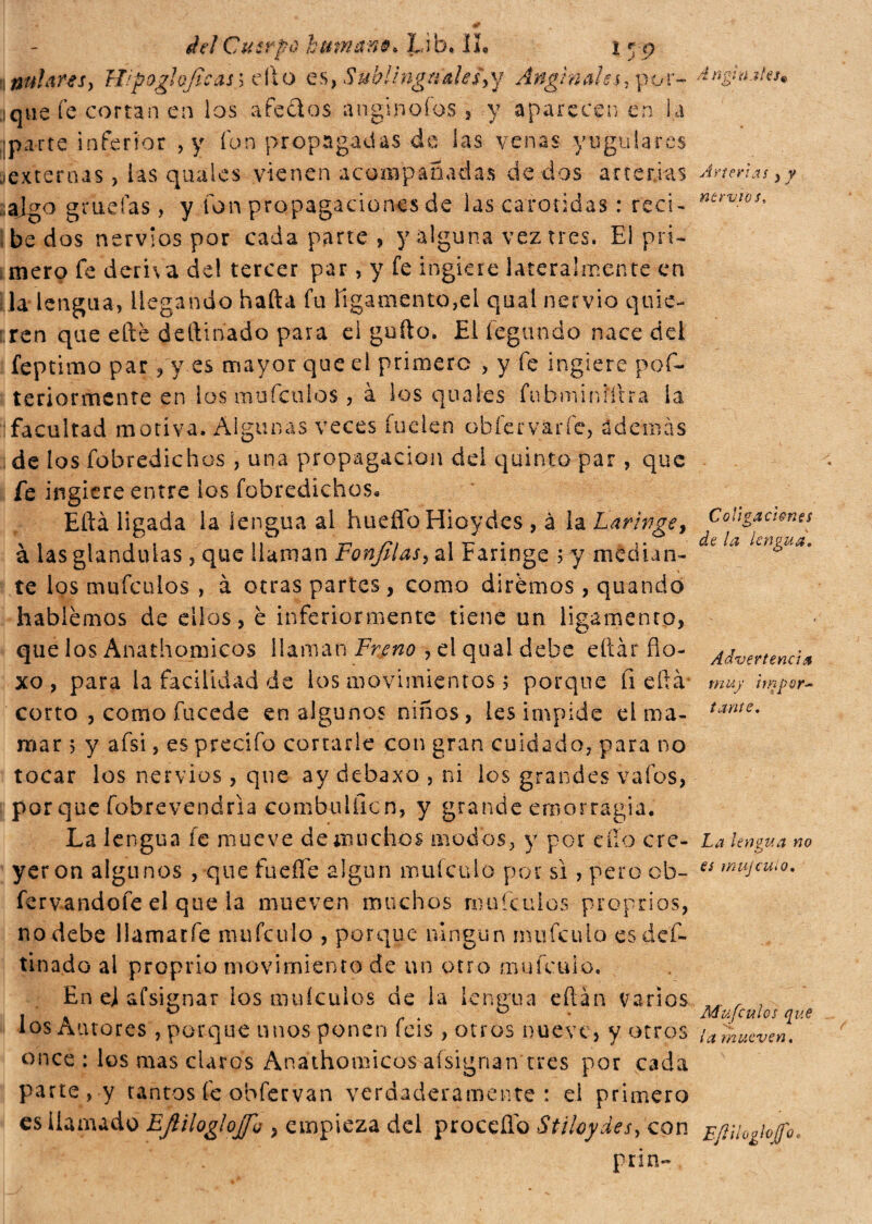 A nel a al e.r® deìCusrfò human®. Lìb, IL I yp \nuhres, H/pogìo/ieasi dio es, Sublinguales^] Anginahs, por- iqvie fe cortan en los aféelos a n gin oíos , y aparecen en la ¡pa-rte inferior , y fon propagadas de las venas yugulares (externas, las qua les vienen acompañadas de dos arterias :ajgo gradas , y fon propagaciones de las carótidas : reci¬ be dos nervios por cada parte , y alguna vez tres. Ei pri¬ mero fe deriva del tercer par, y fe ingiere lateralmente en la lengua, llegando hafta fu ligamento,el qual nervio quie¬ ren que ette dellinado para el güilo. El legando nace del feptimo par , y es mayor que el primero , y fe ingiere pof- teriormenre en los mufeulos, à los quates fubminfílra la facultad motiva. Algunas veces fuelen ob fe ¡.varíe, ademas i de los fobredichos , una propagación dei quinto par, que fe ingiere entre los fobredichos. Ella ligada ia lengua al hueflfo Hioydes , à la Laringe, à las glándulas, que llaman Fonfilas, al Faringe 5 y median¬ te los mufeulos , à otras partes, como diremos, quando hablemos de ellos, è inferiormente tiene un ligamento, que los Anathomicos llaman Freno , el qual debe eílár fio- xo , para la facilidad de los movimientos > porque fi edà* corto , como fucede en algunos niños, Ies impide el ma¬ mar 5 y afsi, es precifo cortarle con gran cuidado, para no tocar los nervios, que ay debaxo , ni los grandes vafos, porque fohre'vendria combulficn, y grande emorragia. La lengua fe mueve de muchos modos, y por efío cre¬ yeron algunos , que fuelle algún mufeulo por sì , pero cb- fervandofe el que la mueven muchos mufeulos proprios, no debe llamarfe mufeulo , porque ningún mufeulo esdef- tinado al proprio movimiento de un otro mufeulo. En ej afsignar los muículos de la lengua eftan varios los Autores, porque unos ponen feis, otros nueve, y otros once : los mas claros Anathomicos aísignan tres por cada parte, y tantos fe obfervan verdaderamente: el primero es llamado EJHlogiojfu , empieza del procedo Stiloydes, con pnn- Arterias, y nervios. Coligaciones de la lengua. Advertencia muy itnpor- tante. La lengua no es mujeulo. Mu fe idos que la mueven. EfiilooIojJoc