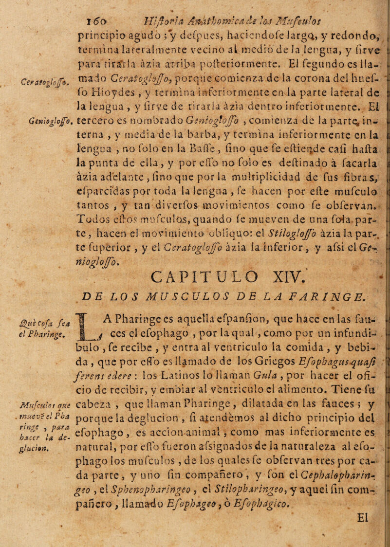 Cerafoglcifo. Ginìoglojfo Sgè cofa fea el Pfaringe. Mufculos que mueve el Pba tinge , para ksccr la de¬ glución. 160 Wfìorla Anàthomica-de los Muf míos principia agudo ; y defpues, haciendofe larga, y redondo, termina lateralmente vecino al medió de la lengua, y firve para tirarla àzia arriba pofteriorraente. El fegundo es lla¬ mado GeratogldJJo’s porque comienza de la corona del hnef- io Bioydes, y termina inferior mente en la parte lateral de la lengua , y iir.y_e de tirarla àzia dentro inferiormente. E! , tercero es nombrado GenìògtoJJb , comienza de la parte* in¬ terna , y media de la barba, y termina inferiormente en la lengua , no fole en la Baile , fino que fe eftieu.de caí! baila la punta de ella, y por effe no folo es deftinado à Tacarla àzia addante , fino que por la multiplicidad de fus fibra s, efpmrcfdas por toda la lengua , fe hacen por elle mufeuio tantos , y tan diverfos movimientos como fe obfervaru Todos dios mufculos, quando íe mueven de una foia*par¬ te, hacen el movimiento obliquo: el Stiloglojfo àzia la par-*, te fuperior , y el Ceratoglojfo àzia ía inferior, y afsi elGe- ni otgl 0}b. CAPÍTULO XIV.' DE LOS MUSCULOS DE LA FARINGE. * IA Pharinge es aquella eípanfion, que hace en las fan- ces el efophago , por iaquai , como por un infundi¬ bulo , fe recibe , y entra al ventrículo ia comida , y bebi¬ da , que por cflTo es llamado de los Griegos Efophagusquafi fersns edere : los Latinos lo llaman Gula , por hacer el ofi¬ cio de recibir, y embiar al ventrículo el alimento. Tiene fu | cabeza, que llaman Pharinge , dilatada en las fauces > y porque la deglución , fi alendemos al dicho principio del efophago, es acción animal, como mas inferiormente es natural, por día fueron aísignados de ia naturaleza al efo¬ phago ios mufcalos, de los quales fe obfervan tres por ca¬ da parte, y uno fin compañero, y fon elCephalopharw* geo , el Sphenopharingeo , ei Stilopkaringeo, y aquel fin com¬ pañero , llamado Efophageo, 0 Efophagico. EL