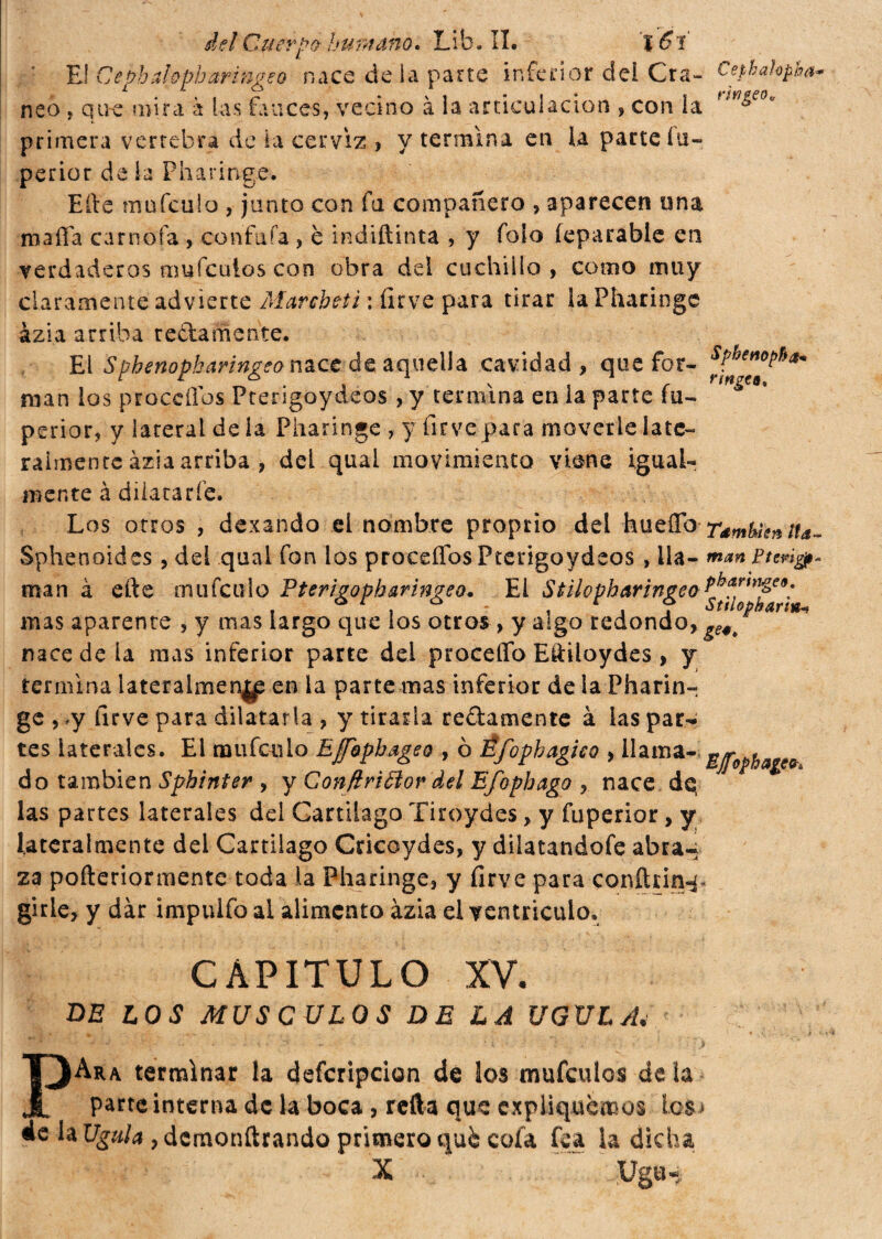 El Cephalopharingeo nace de la parte inferior del Cra- Cephakpha* neo , que mira a las fauces, vecino à ia articulación , con la f,rige0u primera vertebra de la cerviz , y termina en la parte íu— perior de la Pharmge. Efte moféalo , junto con fa compañero , aparecen una malìa carnofa , confuía , è indiftinta , y foio feparable en verdaderos mufeulos con obra del cuchillo, como muy claramente advierte Marchiti : firve para tirar laPharinge ázia arriba redámente. El Sphenopharingeo nacede aquella cavidad, que for- sPkeno^^ man los proccflos Pterigoydeos , y termina en la parte fu- nng€a' perior, y lacerai de la Fharinge , y firve para moverle late¬ ralmente ázia arriba , del quai movimiento viene igual¬ mente à dilatarle. Los otros , dexando el nombre proprio del hueffbTémhíenita- Sphenoides , del qual fon los procdTos Pterigoydeos , lia- man à efte rn ufe irlo Ptertgopharingeo* El Stilopharingeo Pj>an>igeo. mas aparente , y mas largo que los otros , y algo redondo, ge4e nace de la mas inferior parte del proceffo Eftiloydes , y termina lateralmen^ en ia parte mas inferior de la Pharin-, ge , .y firve para dilatarla , y tirarla redámente à las par¬ tes laterales. El mufculo Effbpbageo , ò Èfophagieo , llama- u/opha¿eo do también Sphinter , y ConfiriPko? del Efophago , nace dq las partes laterales del Cartílago Tiroydes, y fuperior, y lateralmente del Cartílago Cricoydes, y dilatandofe abra¬ za pofteriormente toda la Pharinge, y firve para conftrin^ girle, y dàr impulfo al alimento ázia el ventrículo. CAPITULO XV. DE LOS MUSCULOS DE LA UGULAi PAra. terminar la defcripcion dé los mufeulos déla parte interna de la boca , refta que expliquemos los » «e la Ugula , dcraonftrando primero qué cofa fea la dicha
