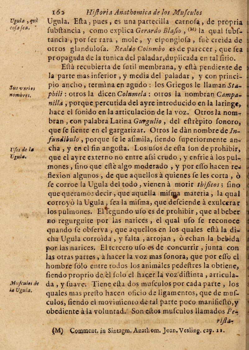 Vgulñ iqvà cofa fea. 9 Sus varíes nombres, Tifos de Id TJguldi Mufcuios de ¡a Ugula. 16 y Hifloria Ámthomica de los Mufculos Ugula. Efta, pues, es una partecilla earnofa, de propria fubftancia , como explica Gerardo Blafio ,(M) la qual fubf- tancia , por íer rara , mole , y eípongiofa , fue creída de otros glanduiofa. He aldo Colimbo es de parecer , que fea propagada de la tunica dd paladar,duplicada en tal fino. Eftá recubierta de fútil membrana, y eftá pendiente de la parte mas inferior , y media del paladar , y con princi¬ pio ancho, termina en agudo : los Griegos le llaman Sta¬ bbili : otros la dicen Coltimela : otros la nombran Campa¬ nilla , porquevpcreutida del ayre introducido en la laringe, hace el fon ido en la articulación de la voz. Oírosla nom¬ bran , con palabra Latina Giugni i o , del eftrépito fonoro, que fe fíente en el gargarizar. Otros le dan nombre de In- funitimi o , porque fe le afimila, fiendo fuperiorinente an¬ cha , y en el fin angofta. Los ufes de efta ion de prohibir, que el ayre externo no entre afsi crudo , y enfrie à los pul¬ mones , fino que efté algo moderado , y por effo hacen re<¿ flexión algunos , de que aquellos à quienes fe les corta , ò fe corroe la Ugula dei todo , vienen à morir thifìcosì fino que queramos decir, que aquella mifi^a materia, la qual corroyó la Ugula, fea la mifma, que defeiende à exulcerar los pulmones. Eltegundo ufo es de prohibir , que ai beber no regurguite por las narices, el qual ufo fe reconoce quando fe obferva , que aquellos en los quales eftá la di¬ cha Ugula corroída , y falta , arrojan , ó echan la bebida por las narices. El tercero ufo es de concurrir , junta con las otras partes, à hacer la voz mas fonora, que por eííb el hombre fó!o entre todos los animales pedeftres la obtiene, fiendo proprio de el icio el hacer la vozdiftinta , articula¬ da , y fuave-. Tiene efta dos muículos por cada parte , los quales mas prefto hacen oficio de ligamentos, que de.tnuf- culos, fiendo el movimiento de tai parte poco manifiefto,y obediente à la voluntad. Son eftos mufeulos llamados Pe- rijla* !