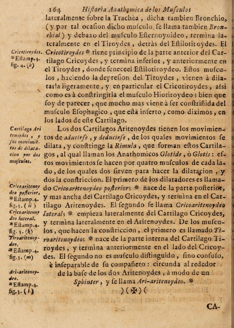 Cricotiroydes. ^Eilamp.4>. Sg. 4, (&) \ Cartílago Ari ienoydes , y Jus movi mié - tos de dilata- don por mufculoft Cr'cearìtemy de& pofterìor, ^Eftamp.4. %«?.( “ > Crìcoarttenoy dee faterai. *EiUrap.4. fig- ?• oo Tir 0 arti enoy deo. ^£ilamp.4» fig. 3. (m) A^t'aruenoy» deo. *Eftamp.4. 1 ézi ìlìjloria Ànathgmìca de los Mufculos lateralmente fobre la Trachèa , dicha cambien Bronehio, ( y por tal ocafion dicho mufculo, fe llama también Bron¬ chiti) y debaxo dd imifculo Efteimoyoideo, termina la¬ teralmente en elTiroydes, detrás del Eftilotiroydes, El Cricotiroydes % tiene principio de la parte anterior del Car¬ tílago Cricoydes, y termina inferior , y anteriormente e« elTiroydes, donde feneced Eftiiotiroydeo. Eftos mufcu- 1 os , haciendo ladeprefion del Tiroydes , vienen à dila¬ tarla ligeramente , y en particular el Cricotiroydes, ai si como es à conftringicla el mufculo Hiotiroydeo ; bien que foy de parecer, qne mucho mas viene à fer conftriñida del mufculo Efophagico , que eftà infetto , como diximos, en los lados de efte Cartilago. Los dos Cartílagos Aritenoydes tienen los movimien¬ tos de aducirfe ,y deducirfie , de los quales movimientos fe dilata , y conftringp la Rimula , que forman eftos Cartíla¬ gos , ai quaí llaman los Ànathomicos Glotide , 0 Glotis : ef¬ tos movimientos fe hacen por quatro mufculos de cada la¬ do , de los quales dos firven para hacer la dilatación , y dos la conftriecion. El primero de los dilatadores es llama¬ do Cricoartienoydeo pofierior-, # nace de la parte pollerie*, y mas ancha del Cartilago Cricoydes, y termina en el Car¬ tilago Aritenoydes. El fegundo fe llama Cricoartienoydeo lateraly # empieza lateralmente del Cartilago Cricoydes, y termina lateralmente en el Aritenoydes. De los mufcu¬ los , que hacen la conftriecion , el primero es llamado 77- ro ante noy de os # nace de la parte interna del Cartilago Ti- roydes, y termina anteriormente enei lado del Cricoy¬ des. El feg ando no es mufculo diftinguido , fino confufo, è infeparable de fu compañero : circunda alrededor de la bafe de los dos Aritenoydes , à modo de un Spbinter, y fe llama Ari-aritenoydeo* % : )(*)< :  - r CA