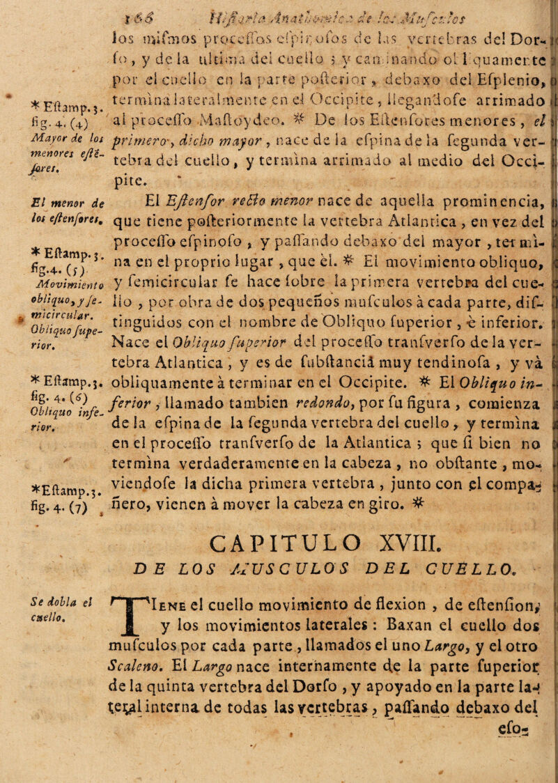 fig-+. (4) Mayor de los menores e/te- jotes* El menor de los e(ten[ores* ^ Eílamp. 3. %-4 .(;)• Movimiento obliquo y y Je - micircular. Obliquo fupe- ri or. * Eftamp.3. fig. 4. {6) Obliquo infe¬ rior. *Eftamp,3. fig-4- (7) , f ' ,íC $ t- j .-4* / ^ f /* ff ^ f ■ ,*» ph> * 0 / /*- * f/ /*% + ■ */=i e- 4 | í^¿- v; r l si* ('i:k rs i, i.7* ¿ l- *<v ¿4 .. 4 íj ¿ 1 o s. mi fm o s p r o c e fia s e fp i r. o Co s d e 1 a s y c r t c b ras dei Dor¬ io , y de la ultima dei cuello $ y caminando o I: Equamente por el codio en la parré pofterior, debaxo del Efpienio, termina lateralmente en d Occìpite , llegándote arrimado ai pro cello -Maíioydeo. # De ios Eden focas menores, el primero^ dicho mayor , nace de la cfpinade la fegunda ver¬ tebra del cuello, y termina arrimado ai medio del Occi¬ pite. * El EJlenfor reBo menor nace de aquella prominencia, que tiene pofteriormente la vertebra Atlantica , en vez del procedo efpinofo , y pallando debaxo del mayor , tei mi¬ na en el proprio lugar , que el. # Ei movimiento obliquo, y femicircular fe hace íobre la primera vertebra del cue¬ llo , porobrade dos pequeños mufeulos à cada parte, dif- tinguid.os con el nombre de Obliquo fuperior , è inferior. Nace el Obliano fu o eri or dd procedía traníverfo de la ver¬ tebra Atlantica , y es de fubftanciá muy tendinofa , y va obliquamente à terminar en el Occipite. # El Obliquo in¬ ferior , llamado también redondo, por fu figura , comienza déla efpinade la fegunda vertebra del cuello , y termina en el procedo tranfverfo de la Atlantica $ que 11 bien no termina verdaderamente en la cabeza , no obftante , mo- viendofe la dicha primera vertebra , junto con .el compás ñero, vienen à mover la cabeza en giro. # f t t CAPITULO XVIII. DE LOS MUSCULOS DEL CUELLO. Se dobla el cuello. TIene el cuello movimiento de flexión , de eílenfion,’ y los movimientos laterales : Baxan el cuello dos mufculospor cada parte , llamados el uno Largo, y el otro Scaleno. El Largo nace internamente de la parte fuperior de la quinta vertebra del Dorfo , y apoyado en la parte lan te^l interna de todas las vertebras, paliando debaxo del