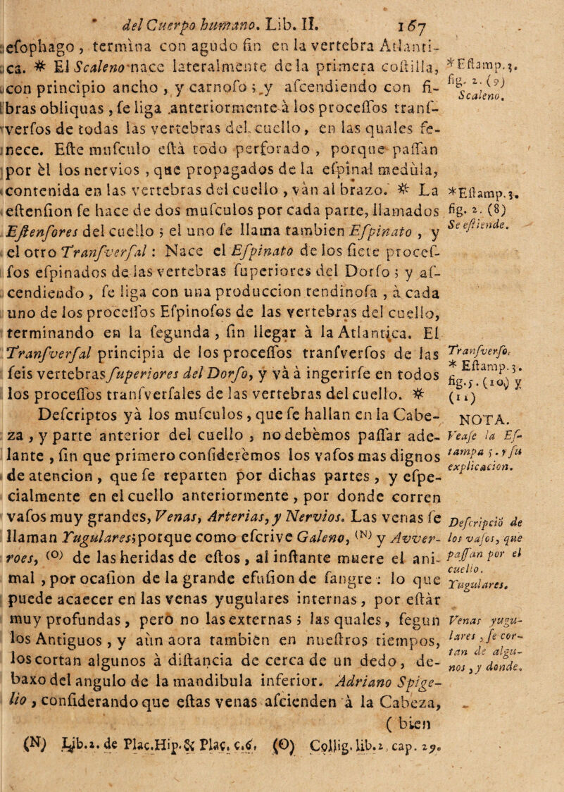 aeíbphago , termina con agudo fin en la vertebra Atlanti» fe;ca. # EJ Scaleno lateralmente déla primera cofliila, .con principio ancho , y carnofo afeendiendo con fi¬ bras obliquas , fe liga .anteriormente à Sos proceílos tranfi- verfos de todas las vertebras del cuello, en las quales fe¬ nece. Efte mnfeulo cita todo perforado , porque p a fían por él los nervios , que propagados de la efpinal medula, contenida en las vertebras dd cuello , van al brazo. # La eftenfion fe hace de dos mufeulos por cada parte, llamados Efienfores del cuello 5 el uno fe llama también Efpinato , y el otro Tranfverfal : Nace el Efpinato de ios fíete procefi¬ nios efpinados de las vertebras fuperiores del Dorio 5 y af- acendiendo , fe liga con una producción tendinofa , à cada uno de ios proceílos Efpinofos de las vertebras del cuello, terminando en la fegunda , fin llegar à la Atlantica. El Trmfverfal principia de íosproceffbs tranfverfos de las feis vertebrasfuperiores del Dorfo, y và à ingerirfe en todos los proceílos tranfverfales de las vertebras del cuello. # Defcriptos yá los mufeulos, que fe hallan en la Cabe¬ za , y parte anterior del cuello , no debemos pallar ade¬ lante , fin que primero confiderémos los vafos mas dignos de atención , que fe reparten por dichas partes , y efpe- cialmente en el cuello anteriormente , por donde corren vafos muy grandes, Venas, Arterias,y Nervios, Las verías fe llaman Yugulares*porque como eferive Galeno,(N) y Avver- roes, (0) de las heridas de ellos, al inflante muere el ani¬ mal ,porocafion de la grande efufionde fangre : lo que puede acaecer en las venas yugulares internas, por eftár muy profundas , pero no las externas 5 las quales, fegun los Antiguos, y aún aora también en nueftros tiempos, los cortan algunos à diftancia de cerca de un dedo, de- baxo del ángulo de la mandíbula inferior. Adriano Spige- lio , confiderandoque eílas venas afcienden à la Cabeza, ( bien (N; jyb.». de Plac.Hip*& Pías. c.¿, (O) ColJig . lib.i, cap. zpo ^Eftamp,^. fp 2,1 {9 ) Scaleno, *Eílatnp, fig. i. (8) Se eftiende. TranfverfOc * Eftamp.3. y (“) NOTA. Ve aje la Es¬ tampa ). y fu explicación. Deferì peí o de los vajos, que paffan por el cuello. Tubulares. u Venas yugu¬ lares >/e cor¬ tan de algu¬ nos ,y donde,