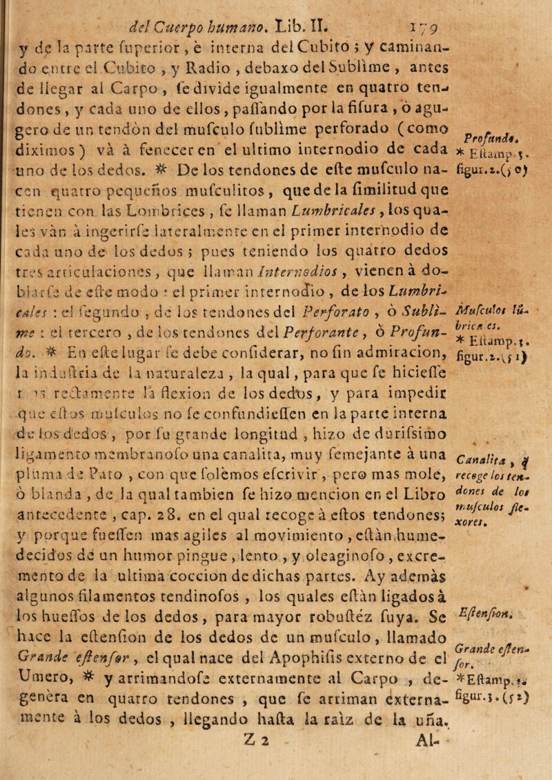 y de la parte fuperiór , è interna dei Cubito ; y caminan¬ do entre el Cubito , y Radio , debaxo del Sublime , antes de llegar al Carpo , fe divide igualmente en quatto ten-* dones, y cada uno de ellos, paliando por la fiíura , Ò agu- gero de un tendón del mufculo fublime perforado (como diximos) và à fenecer en el ultimo internodio de cada uno de los dedos. # De los tendones de efte mufculo na¬ cen quatro pequeños mufcuütos, que de la fimilitud que tienen con las Lombrices , fe llaman Lumbricales , ios qua- les vàn a ingerirle lateralmente en el primer internodio de cada uno de los dedos 5 pues teniendo los quatro dedos tres articulaciones , que 11 aíran Interri odios, vienen à do¬ blaría de efte modo : el primer internodìo , de ios Lumbri- L cales : el fegundo , de los tendones del Perforato , ò Subli¬ me : el tercero , de los tendones del Perforante , 0 Profun¬ do. # En efte lugar fe debe confiderai, no fin admiración, la induftria de la naturaleza , la qual, para que fe hicieflfe r vs redámente la flexión de ¡os dedos, y para impedir que cíios milieu los no íe confundiesen en la parte interna de los dedos , por fu grande longitud , hizo de darifsimo ligamento membranoCo una canalita, muy fe me jan te à una pluma de Pato , con que íólémos eferivir , pero mas mole, 0 blanda , de la qua! también fe hizo mención en eí Libro antecedente , cap. 28. en el qual recoge à eftos tendones, y porque fucilen mas agiles al movimiento, eftimhume- decidos de un humor pingue, lento , y oieaginofo , excre¬ mento de la ultima cocción de dichas partes. Ay además algunos filamentos tendinofos , los quales eftán ligadosà los huellos délos dedos, para mayor robuftéz fuya. Se hace la eítenfion de ios dedos de un mufculo, llamado Grande efienfor , el qual nace del Apophifis externo de el Umero, # y arrimandofe externamente ai Carpo , de¬ genera en quatro tendones , que fe arriman externa¬ mente à los dedos , llegando hafta la raíz de la uña. Z 2 , Al- * Profundé» * Eílamp ? v c) Mufculot lu¬ brica es. * Eílamp»?, figur.t.víi) Canalita , | recoge los ten¬ dones de lot muj culos Jìe- xo res. Eftenfion» Grande efim* for» *EíUmp.t*’