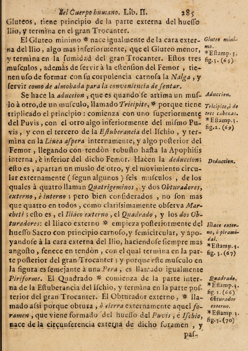 1 tei Cuerpo humano* Lìb. IL 285 Glúteos, nene principio de la parte externa del hueífo Ilio, y termina en el gran. Trocánter. E! Gluteo minimo # nace igualmente de la cara exter- Glutee mìni- na del Ilio ? algo mas inferiormente, que el Gluteo menor, *g^mD y termina en la fumidad del gran Trocánter. Ellos tres fig.^) mufculos, además de fervir à la ellenfion del Femor , tic-*- nen ufo de formar con fu corpulencia carnofa la Nalga , y fervir como de almohada para la conveniencia de fentar. Se hace la aducción , que es quando fe ariima un muí- Adueñen. io à otro,de un mufculo, llamado Tricipite, # porque tiene triplicado el principio : comienza con uno fu pe normen te delPuvis,con el otro algo inferiormente del mifnao Piu vis , y con el tercero de ia EJiuherancia del Ifchio , y ter¬ mina en la Linea afpera internamente, y algo poñerior dei Temor , llegando con tendón tobufto hafta la Apophiíis interna , è inferior del dicho Femor. Hacen la deducciom eílo es, apartan un muslo de otro, y el movimiento circu¬ lar externamente ( fegun algunos ) feis mufcülos , délos quales à quatro llaman Quatrigeminos, y dos Obturadores, externo, e interno b pero bien confiderados , no fon mas que quatro en todos , como clariísimamente obferva Mar¬ chiti b eflo es , el Iliaco externo , el Qiíadrado , y los dos Qb- turadores: el Iliaco externo # empieza pofleriormente del hueífo Sacro con principio carnofo,y íemicircuiar, yapo- yandofe à la cara externa del Ilio, haciéndole fiempre mas angoílo , fenece en tendón , con el qual termina en la par¬ te poílerior del gran Trocánter ; y porqueefte mufculo en la figura es femejante à una Pera , es llamado igualmente 'Piriforme. El Quadrado # comienza de la parte inter¬ na de la Eítuberancia del Ifchio, y termina en la parte pof- terior del gran Trocánter. El Obturador externo , # lla¬ mado afsi porque obtura , ò cierra externamente aqud/0- ramen , que viene formado del hueífo del Puvis, é Ifchio, pace déla circunferencia exteyra de dicho foramen , y * n paf*^ Tricipite5ò de tres cabezas, *Eílamp4;. fig.j. (ó?) Deducción. Iliaco exter¬ no, ò pirami¬ dal. *Eftamp.3<, fig. }.(«7) Squadra do. ^Eítamp.^. fig?.(66) Obturador externo. *Eftamp 3. fig» 3-(70)