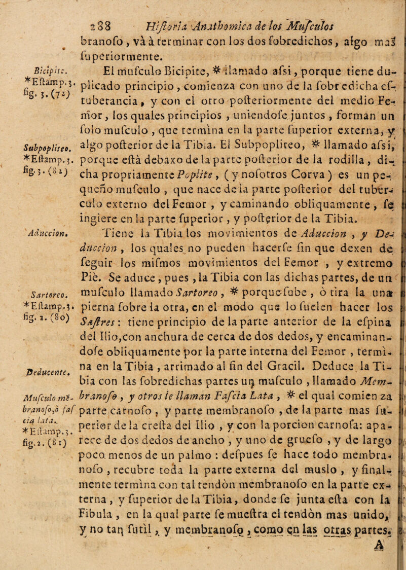 Bicipite. *Eíbúnp.$. %• 5.(70 Subpoplìteo. *Eílamp. i. % 3 • (<¡ i j Aducción• Sartoreo. *Eítamp.$ fig. a. (8o) Deducente. Mufculo mí~ branofoyó faf cía lata.. *Eííamp.-$. fig,2 . (8 i) 288 Wftorla Anathomlca de los Mufculos branofo , và à terminar con los dos fobredichos, algo mas fupériormente. « Ei mufculo Bicipite, # llamado afsi, porque tiene du¬ plicado principio , comienza con uno de la fobr edicha ef- tuberancia* y con el otro pofteriormente dei medio Fe-, mor, los quales principios , uniéndole juntos , forman un íbío mufculo , que termina en la parte fuperior externa,y algo pofterior de la Tibia. El Subpopiiteo, # llamado afsi, porque eftà debaxo de la parte pofterior de ia rodilla, di¬ cha propriamente Poplite, ( y nofotros Corva ) es un pe-; queño mufculo , que nace déla parte pofterior del tubér¬ culo externo delFetnor, y caminando obliquamente, fe ingiere en la parte fuperior, y pofterior de la Tibia. Tiene ia Tibia los movimientos de Aducción , y De duccion , los quales no pueden hacerfe finque dexen de feguir ios mifmos movimientos del Fernor , y extremo Pié. Se aduce , pues, ia Tibia con las dichas partes, de un mufculo llamado Sartoreo y # porquefube , 0 tira la uñar pierna fobre ia otra, en el modo que lo luden hacer los Safíres: tiene principio de la parte anterior de la efpina del ilio,con anchura de cerca de dos dedos, y encatninan- doíe obliquamente por la parte interna del Femor , termi* na en la Tibia , arrimado al fin del Grácil. Deduce la Ti¬ bia con las fobredichas partes uíj mufculo , llamado Mem- hr anafe , y otros le llaman Faf eia Lata , # el qual confien za parte carnaio 7 y parte membranofo , de la parte mas fu- perior de la eretta del Ilio , y con la porción carnofa: apa¬ rece de dos dedos de ancho , y uno de gruefo , y de largo poca menos de un palmo : defpues fe hace todo membra- nofo , recubre teda la parte externa del muslo, y final¬ mente termina con tal tendón membranofo en la parte ex¬ terna , y fuperior de la Tibia, donde fe junta efta con la Fibula , en la quai parte fe mueftra el tendón mas unido, y no taq fútil > y membranofo , como las otras partes. . A