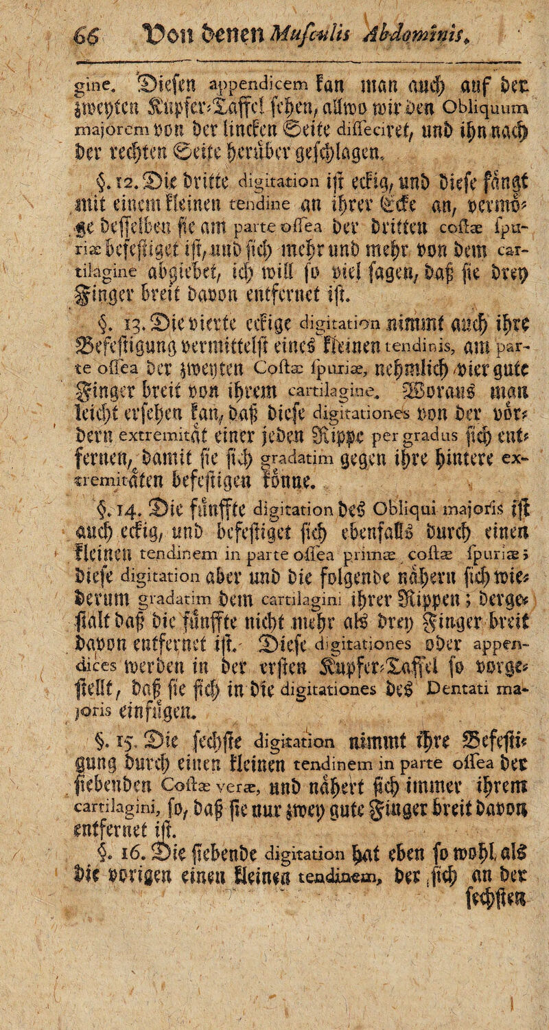 6$ l?01t Î^îîetî Mufmîh Ab-domhus* gîne. Siefen appendicem fan man ami) auf ber ïrocpfcn 5-tupfer?Xaffcf. fcf)en, atltro mir ben obliquum maiorem 1)0H bct UnCvCÎÎ 0eite diïleciref, Utiï) i^U UvK^ lier rechten 0eite fjenibcv ôefc|)îagcn, §.12. Die briffe digitation ijt ecft«j,nn& üiefc fangt mit einem Reinen tendine an ihrer i'efe an, petml* ,.ge befdben fie am parte oifea ber b ritten cotise fpu- næBcfeffiget ijî,isnbftd) mebnmb raefm t>m bem car¬ tilagine abpîebct, ici) mil! fo rie! fa g en, baf fie btet? ginger breit b amu entfernet ifî. §. ig. Die inerte eilige digitation nimmt <mi$ ifyvc ^efefîigung oermittelfî eines 'Keinen tendinis, am par¬ te oflea ber jroetjten Coftæ fpuiiæ, nebmlid) oder gute ginger breit ron ifycem cartilagine. Korans man leicht er fei) en fan, bafi biefe digitationes m ber ror? beim extremitaf einer jeben Stippe per gradus fid) ent? fernen,garnit fie fi# gradatim gegen ihre ^intere ex- tremitdfen befefîigeu Ÿonne. 14. DiC funffte digitation btS Obliqui majoris fjf an# eefig, tmb bcfefligei ft# ebenfalls bür# einen fleinen tendinem in parte olida primæ cotise fpuriæ; biefe digitation aber imb bie folgenbe naljeru fid) txue^ berum gradatim bem camiagini #rer Eftippen ; berge» fldïf baf? bie funffte nicht mehr afê brei) ginger breit . baron entfernet t|L' Diefe digitationes ober appen¬ dices mer ben in ber vr|tcn $apfer>£affei fo borge» fîeiït, bnf fie ftcf) in bie digitationes beê Dentati ma¬ joris ein fi!gen. §. 15. Die fccbjïe digitation nimmt Rire Sefefri» gnng but# einen fleinen tendinem in parte otfea ber fiebenben Cotlæ veræ, twb naljett ft# immer iïjrem cartilagini, fo, ba§ fte mir £îKt) gute ginger breit baron entfernet ift. §, 16. Dir fkbenbe digitation bat eben fomofil al$ bie porigen einen Heine« tendinem, ber Ri# an ber fe#jîen