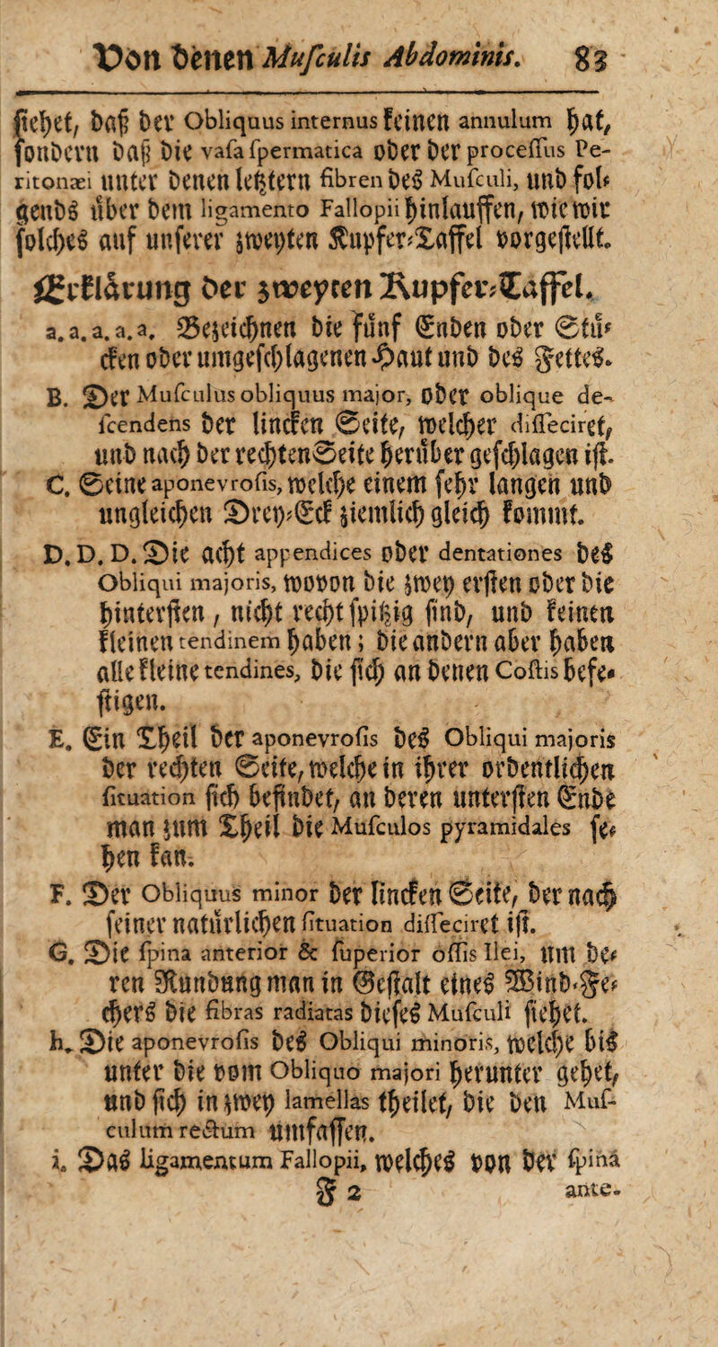 Von Démît Mufculis Abdominis. gg itC^et, baf bCV Obliquus internus feinen annulum hat/ bnbevn Dajj bie vafafpermatica ober ber proceftus Pe¬ ritonaei unter benen letztem fibrenbeS Mufcuii, unbfol* genbé uber bem ligamento Fallopii^inlauffcn, tticnni* folcheê auf nuferer im\)Un $upfer*£affel oorgejïellt. JEriH&ning Der $weycen RupfevÆaffêl. a. a. a. a. a, «Bezeichnen bie fünf <£nben ober ©tm tfen ober umgefchlagenen^aut unb M getteS- B. î£)er Mufculüs obliquus major, ober oblique de- feendens bet ÜUcFcn ©eitfy ÏDeld)er difiecirgf, unb nach ber recf)ten0eife herüber gefdjlagcn ifi C. 0etneaponevrofis,tt>cld)e einem fein: langen unb ungleichen 3)rei)?(£cf ziemlich gleich fommf. D. D. D. 2)ie acht appendices ober dentationes be£ obliqui majoris, toooon bie ztoep erjlen ober bie hinterjteu/ nicht recht fpi|ig finb, unb feinen fleinen tendinem haben i bieanbern aber haben alle f leine tendines, bie fiel; an benen Coftis befe* ftigen. É. ©U îlhçil 6er aponevrofis be$ Obliqui majoris ber redeten ©cite, roelche in ihrer orbentli^en fituation fid) befiuDct, au bereu unteren gnbi man jum Xbril bie Mufculos pyramidales (V# hen fan. F. ®er obliquus minor ber lincfen ©eite, ber nach feiner natürlichen fituation difiearet ijî. G. Sie fpina anterior & fuperior oiïis llei, Ulli b& reu Slnnbungmanin (Bejialt etne£ £Binb‘ge* cheré bie fibras radiatas biefeê Mufcuii fiehet. K Sie aponevrofis be$ Obliqui minoris, tDClcf)C bt$ unter bie 00m obliquo majori herunter gehet/ unb (ich in^mep lamellas theilet/ bie beu Muf- culum re&um umfaffen. ia ©aê ligamentum Fallopii, welche POU bev fpinà 2 ante-