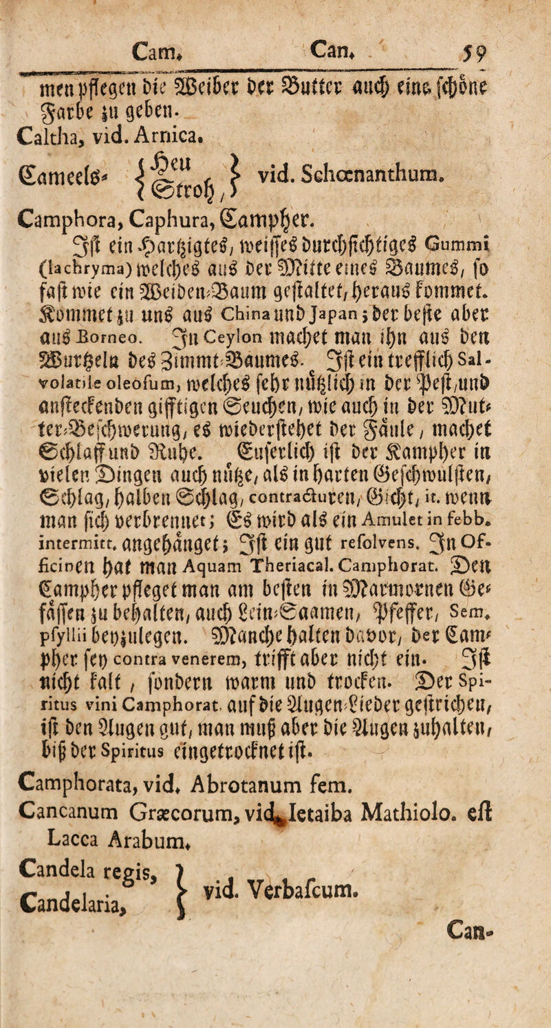 men pflegen bie Setter ter dufter aud) eins fef)one garte |ti geben. Caltha, vid. Arnica. Camphora, Caphura, Sampler. 3(t ein .tpar^tgte^ metjje^Durcf)ftcttige^ Gummi (lachryma)mdcl)e^ au$ ber S9?itte emel Saumes, fo faftmie ein SetöemQ5aum gefaltet,peram? fommet. kommet itt un$ au$ China unt) Japan jberbefie ober au^JBorneo. Ceylon machet man il)n au6 ben Surgeln beg 3unmt ^anme£. c ein trefflich Sai- voiatiie oieofum, melcf>c^ febt tui|lid) in ber $efi,uub anjlecFenbengiffttgcn@eucf)en,mieaud) in ber 93?ut* ter>Q3e[cf)n)eruttg, e$ tvieberfiebet ber Sattle, machet 0d)[affunb 9üibe. (Sufetlid) ifi ber $ampl)er in vielen ©tagen aud) nuße, al£ in barten ©efcbmulfien/ 0d>lag, falben @d)lag, contra&uren, @hd?t, it. menn man ftd) verbrennet; dt? mirb als ein Amulet in febb. intermitt. ange^dngei; 3(1 Cia gut refolvens. 3^°^ ficinert l)a( man Aquam Theriacal. Camphorat. ©ett €ampl)er pfleget man am bereit in Marmornen (6e< fdffen $u bemalten, auch 2rim8aamen, Pfeffer/ Sem, pfyiüi beviulegen. 93?and)e ballen bavor, ber (Sam* pber fet) contra venerem, trifft aber nfd)t ein* 3fi nicht Falt, jbnbern tvarm unb frocFcn- ©er Spi¬ ritus vini Camphorat. auf bie s3{ugem£ieDet gcitricbeu, ift ben 9-lugen gut, man muß aber bie Gingen galten/ bisher Spiritus eingetrodnetijb Camphorata, vid» Abrotanum fern. Cancanum Grsecorum, vic^Ietaiba Mathiolo. eil Lacca Arabum» Candela regis, Candelaria, ^ vid. Verbafcum. Can-