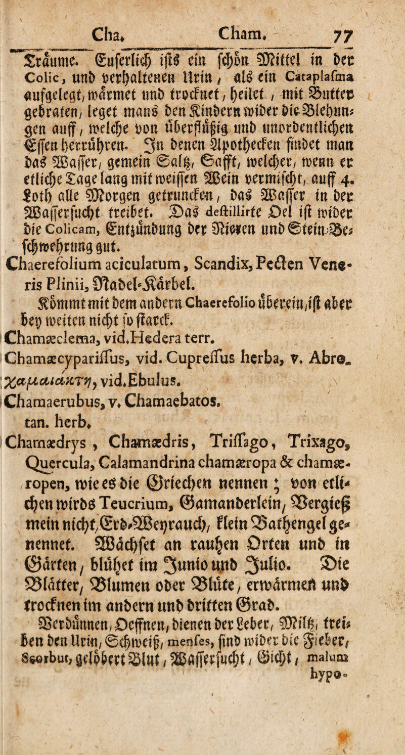 ~£tdume. Suferli$ iji$ cm fd)on Mittel in ber Colic, unb »erhaltenen Urin, al$ ein Catapiafm* aufgelegt/ tvarmet unb frodfnet, feilet , mit Smttets gebraten/ leget mans ben^mberniiriberbi^Slebiim gen auff / melcfje Don tiberflufjig mtb nnorbentlic^en <£ffen betrügen. 3n benen 31pot^ecFcn fntbet man ba$ Gaffer/ gemein @al^, 6afft/ meterer/ wenn er etliche Sage lang mit meiffen 2Bein oetnufdH, auff 4. $otl) alle borgen getrunefen, ba$ SÖßaffer in ber 283afferfud)t treibet, ©ai deftiilirte £)el i(t toibet bie Colicam, ^ntsunbung ber Mieten tmb ©teimSSe* febmebrunggut Chaerefbliutn aciculatum, Scandix, Peften Vene¬ ris Plinii, 9?abek$drbe(. 5lommt mit bem anbern chaerefolio i1berein;i(i aber btp weiten nicht fo fiarch Chamaeclema, vid.Hedera terr. ChamsecyparifTus, vid. CuprefTus herba, v. Abro. %a/uaja%r?i, vid.Ebulus. fCharaaerubus, v, Chamaebatos. tan. herb, Charnsedrys , Chamsedris, TrifTago, Trixago, Quercula, Calamandrina chamseropa & chamse- ropen, roteesbie ©riechen nennen ; oon etli¬ chen nurbs Teucrium, ©amönberlein/ 53ergtef$ mein nich^Sr^SBei^rand)/ Hein 33athengelge»* nennet. SBdchfet cm rauben Orten unb tn ©arten / blühet tm 3unio W& 2Mio. Sie 9?idtter/ 2Mumen ober 331üfe/ erwärmet tmb troefnen im anbern tmb brtffen (Stab. Verbannen, Ocffnen, bienen ber Beber, frei* Ben ben Uri«/ ©ebroeifb menfes, fmb naher bie Jiebet( s&orbut, gelpbert Slut \ S^afferfucbf / / maiuQS hypoo