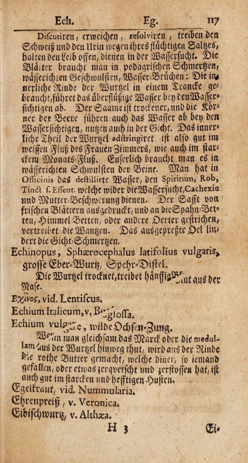 Ecti. Eg* _ n? Difcutiren , ertueic^rn, refolviren, treten t>trt 0d}mei§ unD Den Urin megentbteg jluc&tigeu Salbei, ftairen Denßcib offen/ Dienen tu Der 2Bajjerfud)t. Die Oldster braucht man in poDagrifd)en 0d)mer$en/ roajTendjteu ®efd)mulften/ $5affet>brtid)en: ‘Die in# «erliche ütinDe Der Sßtttijel in einem SrancFe ge* I rdud)t/fnhret Daö uberfluf tge 2Baffer bei) DenSBaffer* (tätigen ab. Der 0a«me i\l trockener/ unD Die 5tor* ner Der beere fuhren aud) Da£ SBaffer ab bep Den SBaiJerfu^tigeö/ mi^en and) in Der (M)t. Da$ inner« liehe Shell Der ^Buniel adftnngiret i)t alfo gut im meinen glujj De$ grauen 3immev$, wie aud) im jiar* eiern SDbonat&glujj. ^ (5 uferlid) braucht man cß in md)Ten'd)fen 0d)mu(ften Der beine. SDban f)af in Officinis Dag deftillirfe SÖSaffCT/ Den Spiritum, Rob, Tina f. Effient, tocldje ttnDer Die5Bajferjuct)f/Cachexie «nD 2Dbutter<befd)n>crung Dienen. Der 0afft von frijcfKu flattern an^geDrucft, unD an Die0paIjmbet* te«/Himmelbetten/ oDer anDcre Detlev geftrid)en# vertreibet Die2Banßen. Da£ auSgepreftc Del Im* Dert Die bid)t>0d;mect3en. Echinopus, Sphserocephalus latifolius vulgaris* groffe Sber*95Bur^ @pehr*3>tfM* Die 2Biirßel troclnet/treibet mjg ^ $afe. E %ivos, vid. Lentifcus* Echium Italicum,v* B*lgi0fTaa Echium vulp-e, tv)tlbeDct)bn-3mig. man gleidjfam öag sjRaccI? ober Die medul- Ia.m/am> Det 2BmT2eU)imoeg thut, mirDau^Der Dlinbe ™ butter gemacht/ welche Diner, fo temanb gefallen, ober etwas $erqveffd;t tinD lerfioffe» l)at/ t|l auch gut im ftarefen unD heutigen Hüften« vrgellrauf/ vid. Nummularia* (S^renpreiß, v. Vercmica* ©töfc&ttwrfc v. Althsea. > Hf v ' ®-