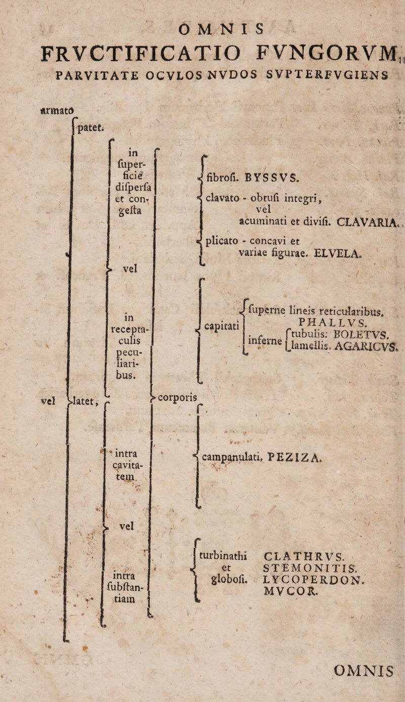 \ OMNIS FRVCTIFICATIO FVNGORVM3 PARVITATE OCVLOS NVDOS SVPTEREVGIENS «rmatd fpateti in fuper- difperfa et conT gefta vel vel flatet, in recepta¬ culis pecu¬ liari¬ bus. r J fibro (i. BYSSVS. ««I clavato - obtuli integri» vel - acuminati et divifi. CLAVARIA, plicato - concavi et variae figurae- ELVELA» % > * capitati uperne lineis reticularibus, PHALLV S. . , f tubulis: BOLETVS. interne ^lamellis. AGARXGV& > corporis -7>' ** * intra cavita¬ tem. ♦V- •V • T,‘ h * > vel •i intra fubftan- < tiam | campanulati. PEZ1ZA* r j turbi turbinathi CLATHRVS. 3 et STEMONI TI$ i giobofi. LVCOPERDON. MVCOR. . a - /