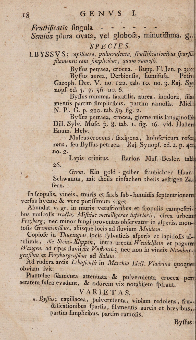 Fruttificcitio fingula - - - Semina plura ovata, vel globofa, minutiflima. g. i SPECIES. l.BYSSVS; capillacea, pulverulenta, fructificationibus fparfil | filamentis tam fimplicibus, quam ramofis. ByiTus petraea, crocea. Rupp. FI. Jem p. qot Byffus aurea, Derbienfis, humifufa. Petiv Gazoph. Dec. V* no. 122. tab. 10. no. 3. Raj. Sy.l nopf. ed. 3. p, 56. no. 6. Byffus minima, faxatilis, aurea, inodora, fila.: mentis partim fimplicibus, partim ramofis. MicRj N. Pb G. p. 210. tab. S9- %• 2. Byffus petraea, crocea, glomerulis lanuginofisj Dill. Sylv. Mufc. p. 8- tab. I. fig. 16. vid. Haller l Enum. Helv. Mufcus croceus, faxigena, holofericum refeel rens, feu Byffus petraea. Raj. Synopf. ed.2. p. 4ccjc 110. 2. 26. \ Lapis crinitus. Rarior. Muf. Besler. tab \ Gerrn. Ein gold - gelber ftaubichfer Haar Schwamm, mit theils einfachen theiis aeftigen Za fern. In (copulis, vineis, muris et faxis fub - bumidis feptentrioneir verfus hyeme & vere potiflimum viget. Abundat v. gr. in muris vetuftioribuS et (copulis campeffri-i bus mulcofis tracttis Mifniae met alliger ae inferioris, circa urbem: Freyberg; nec minor fungi proventus obfervatur in afperis, rnonJ tofis Grimmenfihus, aliisque locis ad fluvium Muldam. Copiofe in Thuringiae locis fyivaticis afperis et lapidoils ab I tiflimis, die Stein - Klippen, intra arcem J'Ve n de IJle in et paguiw JVangen, ad ripas fluvii die Vnftnith; nec non in vineis Numbur- genfihus et Freyburgenfibus ad Solam. Ad rudera arcis Lebufienfis in Marchia Elect. Viadrina quoque \ obviam ivit. Plantulae filamenta attenuata Sc pulverulenta crocea perrl aetatem fufca evadunt, Sc odorem vix notabilem fpirant» VARIETAS. | Eyjfus; capillacea, pulverulenta, violam redolens, fru- dificationibus fparfis, filamentis aureis et brevibus, partim fimplicibus, partim ramofis, Byffus I