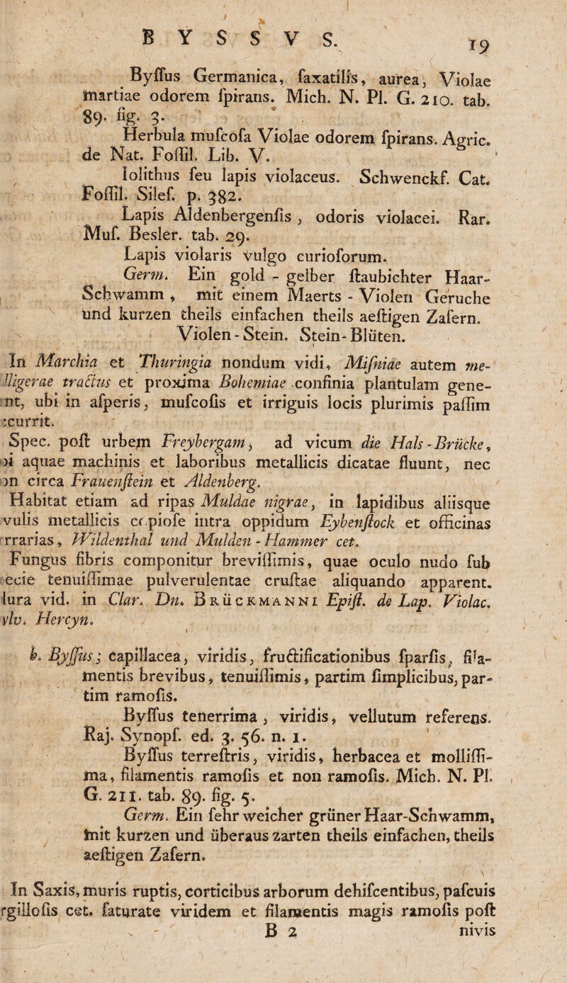 1? Byffus Germanica, faxatilis, aurea, Violae martiae odorem Ipirans. Mich. N. Pl. G. 210. tab. 89. % 3- * • Herbula mufcofa Violae odorem fpirans. Agrie, de Nat. Foffil. Lib. V. * lolithus feu lapis violaceus. Sehwenckf. Cat. FoffiL Silef. p. 382. Lapis Aldenbergenfis , odoris violacei. Rar. Muf. Besler. tab. 29. Lapis violaris Smlgo curioforum. Gertn* Ein gold - gelber ftaubichter Haar- Schwamm , mit einem Maerts - Violen Geruche nnd kurzen theils einfaeben theils aeftigen Zafern. Violen - Stein. Stein- Bliiten. _ • ■ 1 In Marchia et Thuringia nondum vidi, Mifniae autem me- Uigerae tractus et proxima Bohemiae confinia plantulam gene¬ nt, ubi in afperis, mufeofis et irriguis locis plurimis paffim rcurrit. Sp ec. pofl urbem Freybergam, ad vicum die Hals - Brucke, >4 aquae machinis et laboribus metallicis dicatae fluunt, nec >n circa Frauenfiein et Aldenberg. Habitat etiam ad ripas Muldae nigrae, in lapidibus aliisque vulis metallicis cr.piofe intra oppidum Eybenftock et officinas rrarias, Wildenthal und JAuhlcn - Hammer cet. Fungus fibris componitur breviffimis, quae oculo nudo fub eeie termiffimae pulverulentae cruftae aliquando apparent, lura vid. in Clar> Dn> Bruckmanni Epifi. de Lap, Violae. vlv* Flercyn. h. Byffus; capillacea, viridis, fruffificationibus fparfis, fila¬ mentis brevibus, tenuiffimis, partim fimplicibus, par- tim ramofis. Byffus tenerrima , viridis, vellutum tefereos. Raj. Synopf. ed. 3. 56. n. 1. Byflus terreftris, viridis, herbacea et mollifli- ma, filamentis ramofis et non ramofis. Mich. N. PL G. 211. tab. 89. fig. 5. Germ. Ein fehrweicher griiner Haar-Schwamm, init kurzen und iiberaus zarten theils einfachen, theils aefligen Zafern. In Saxis, muris ruptis, corticibus arborum dehifcentibus, pafcuis rgillofls cet. faturate viridem et filamentis magis ramofis poft v - B 2 nivis